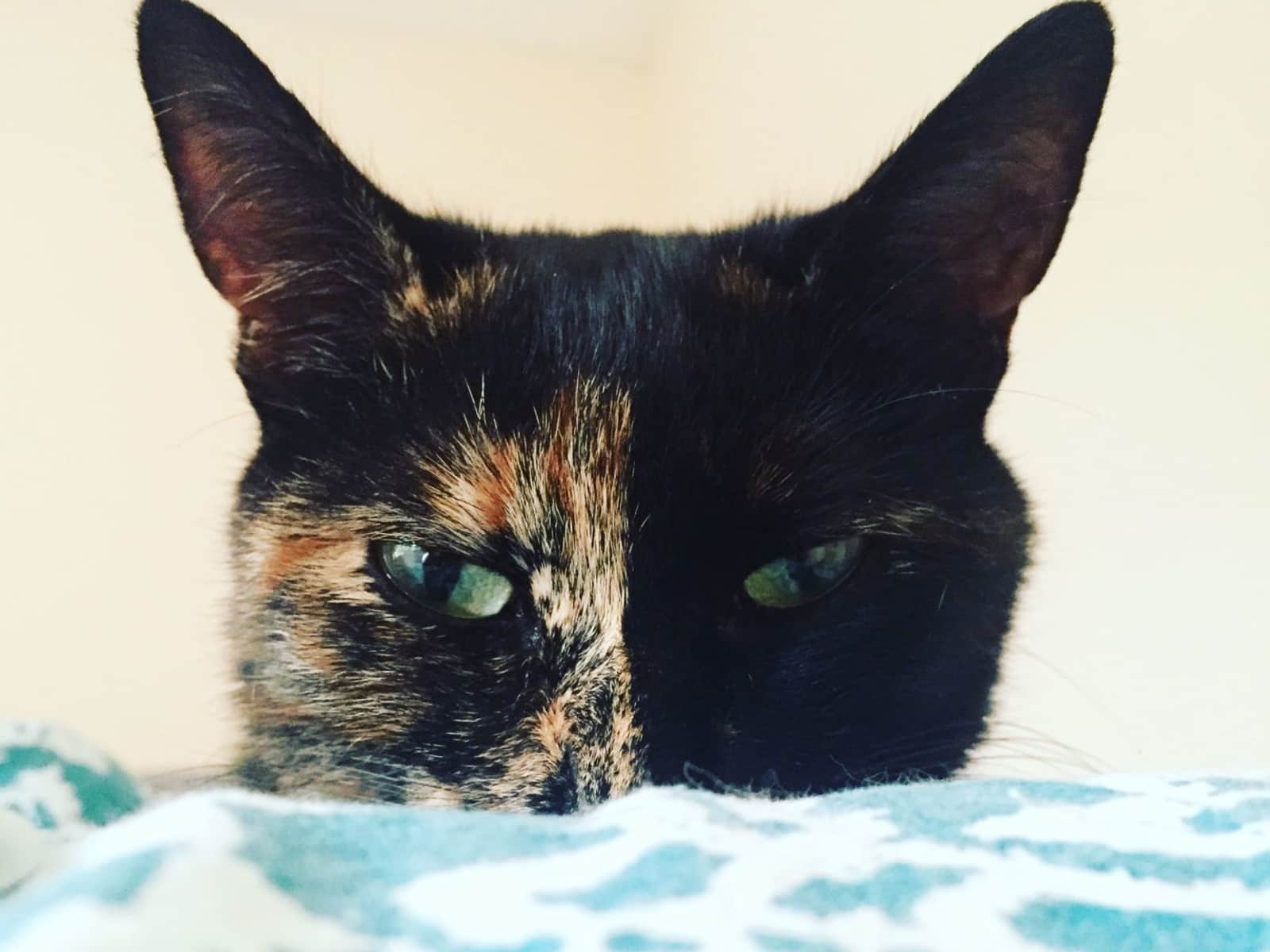 Housesitting assignment in Manchester, United Kingdom
