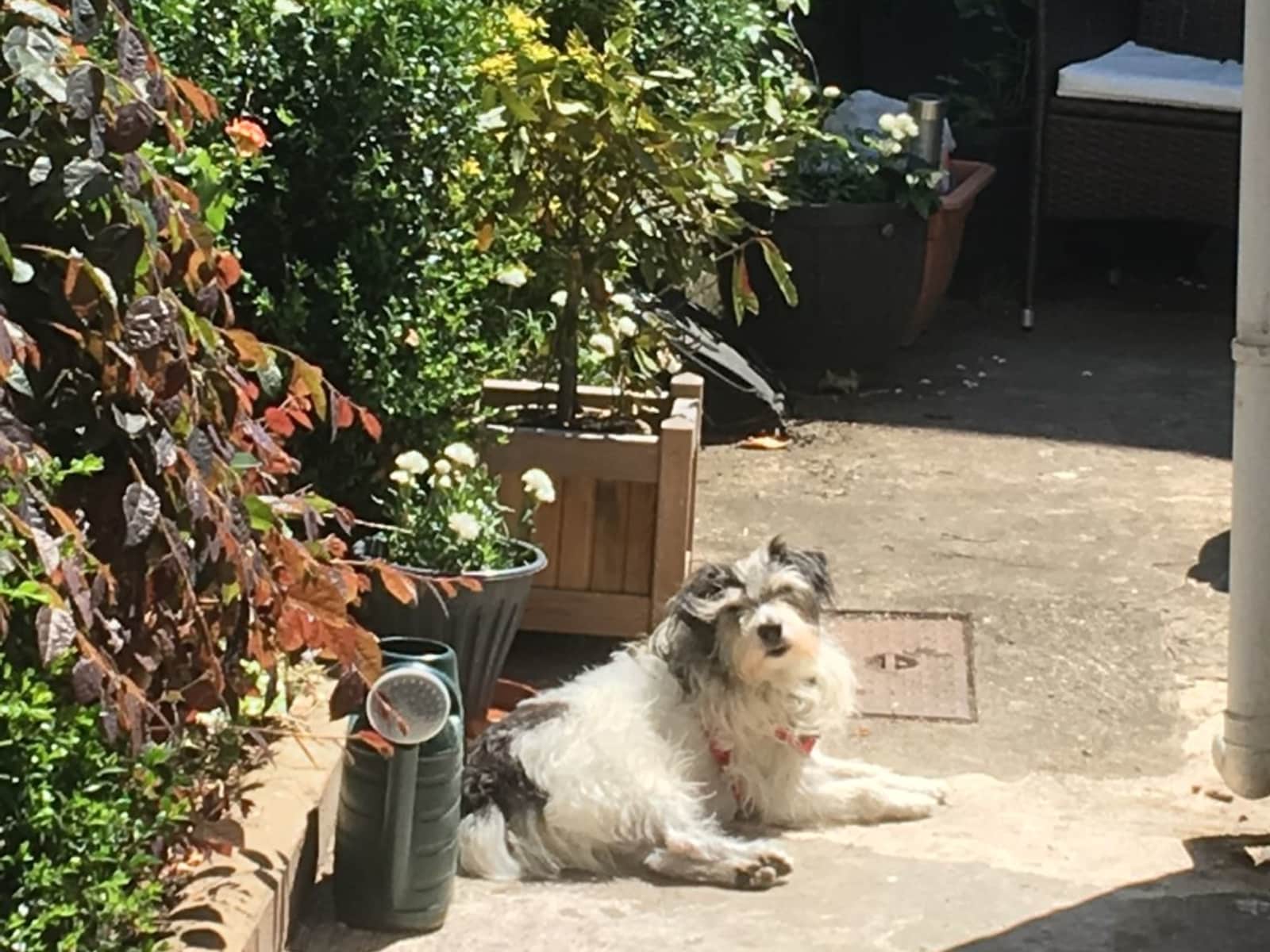 Housesitting assignment in Newport, United Kingdom