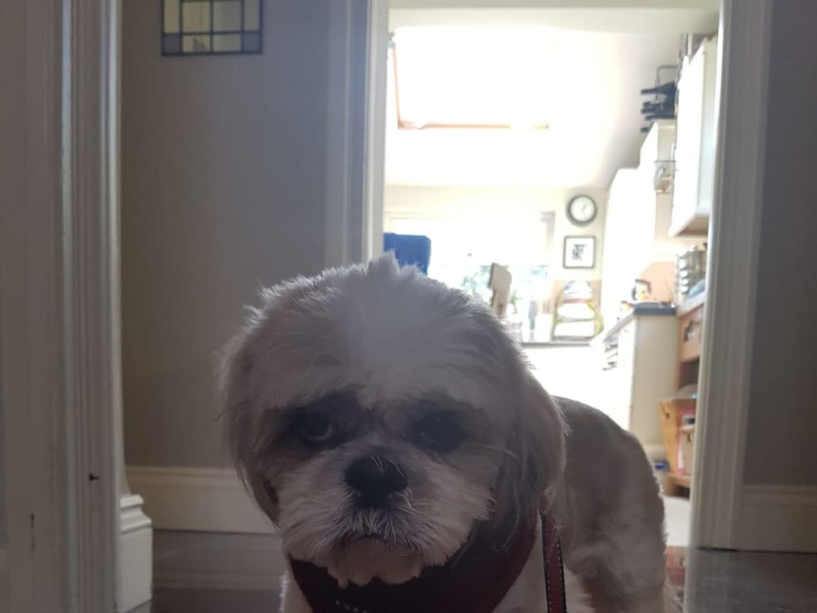 Housesitting assignment in Broxbourne, United Kingdom