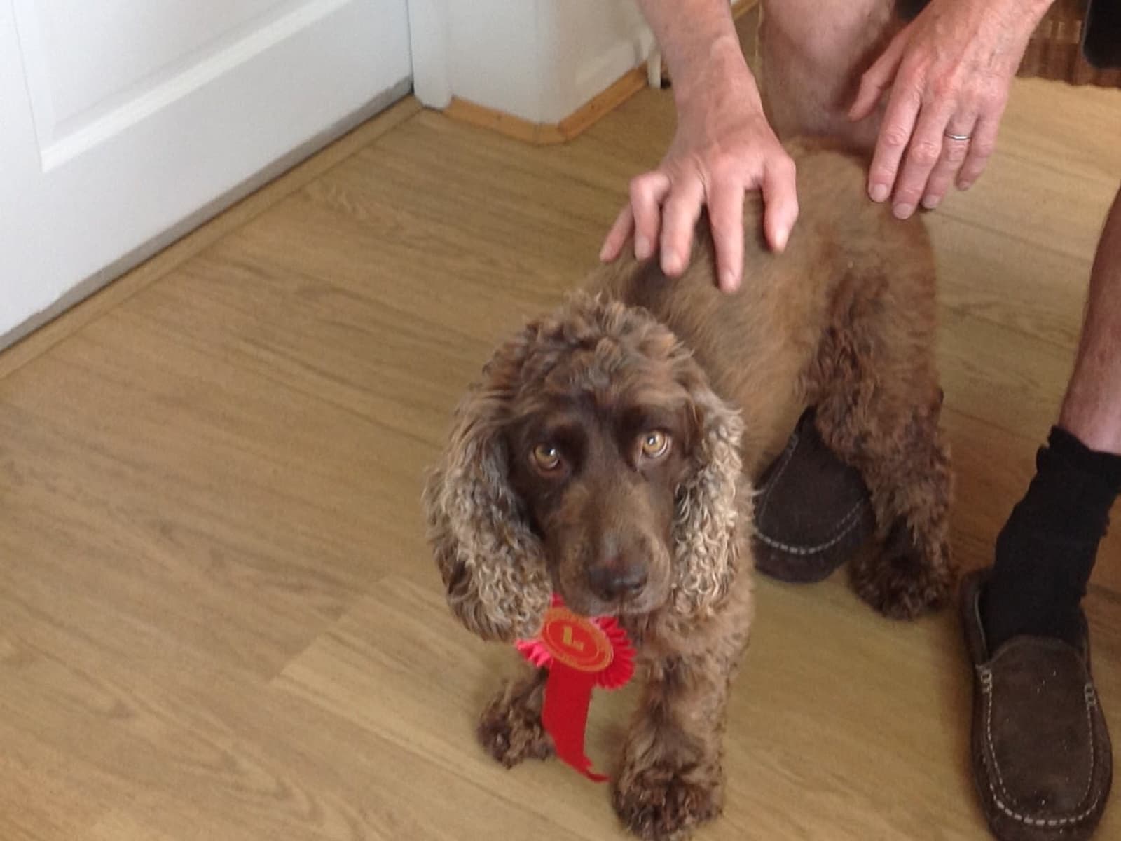 Housesitting assignment in Petersfield, United Kingdom