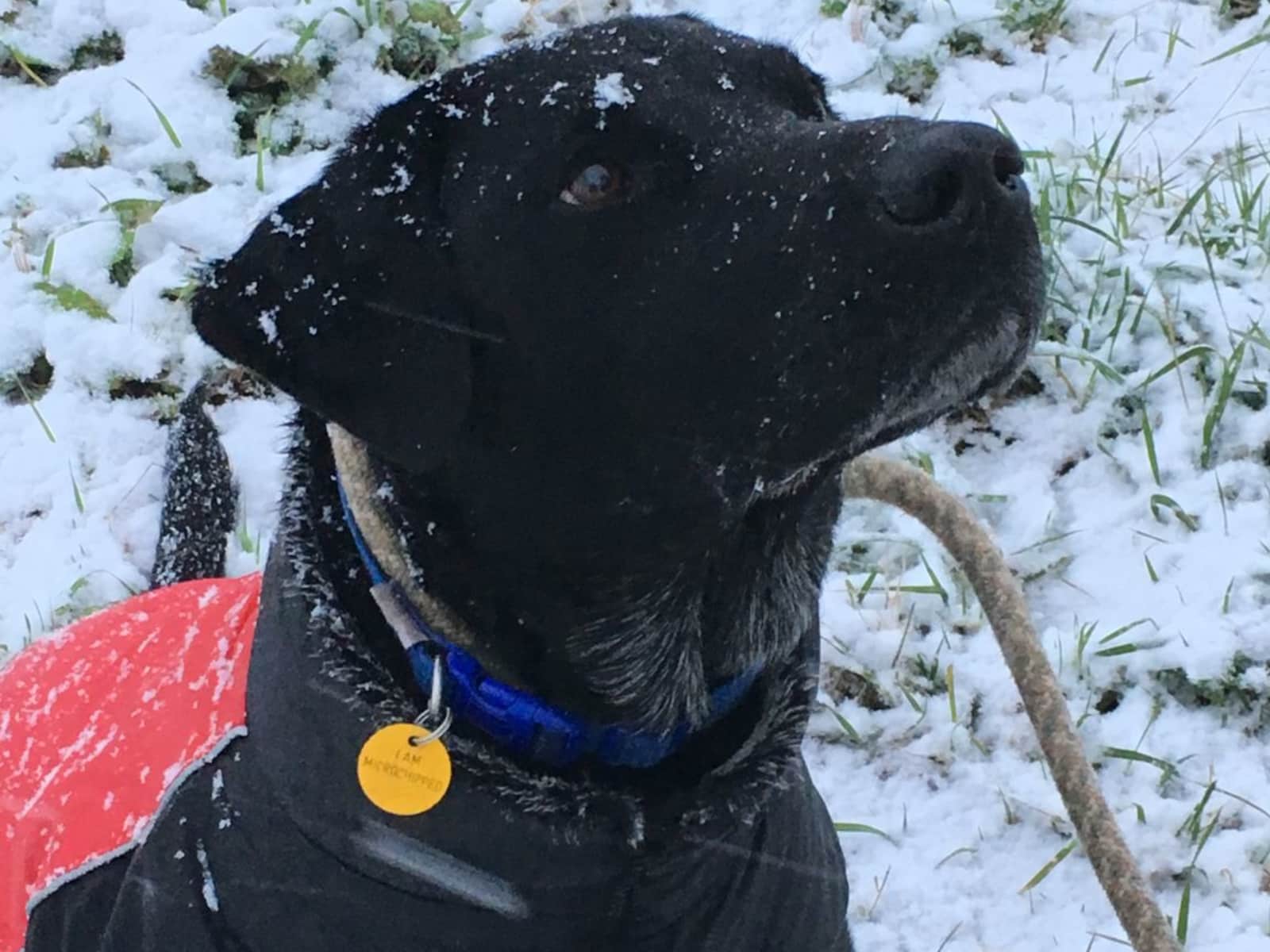 Housesitting assignment in Spalding, United Kingdom