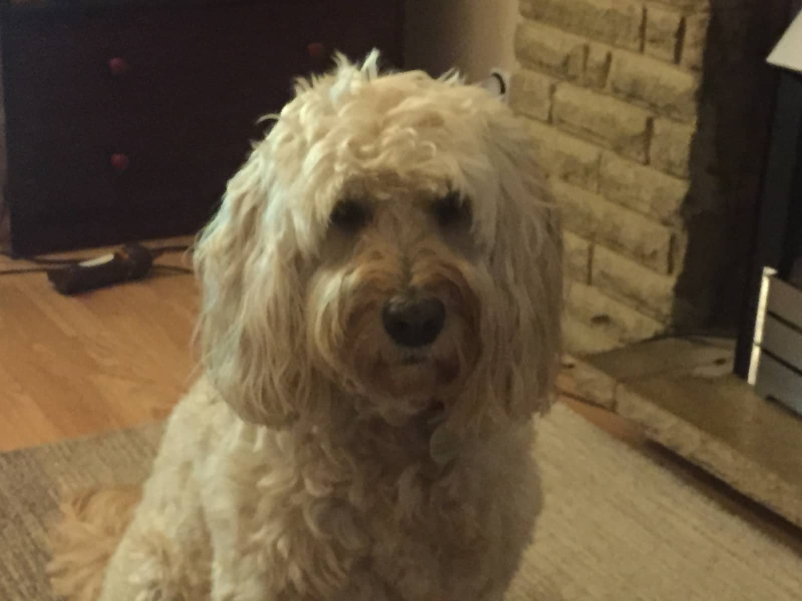Housesitting assignment in Purley, United Kingdom