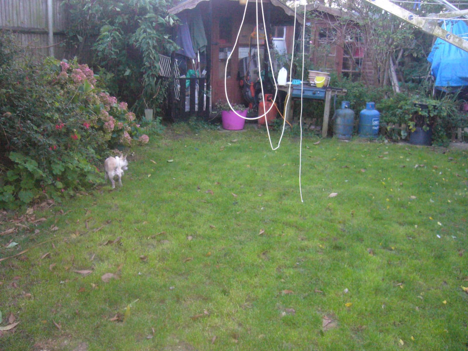 Housesitting assignment in Ormesby St Margaret, United Kingdom