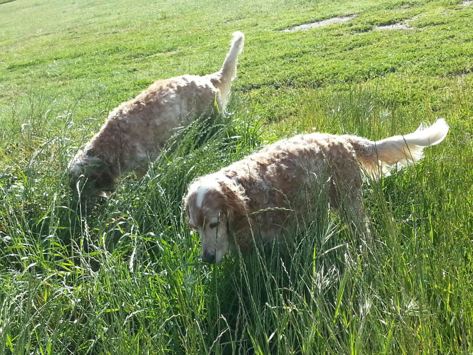 Housesitting assignment in Perth, Western Australia, Australia
