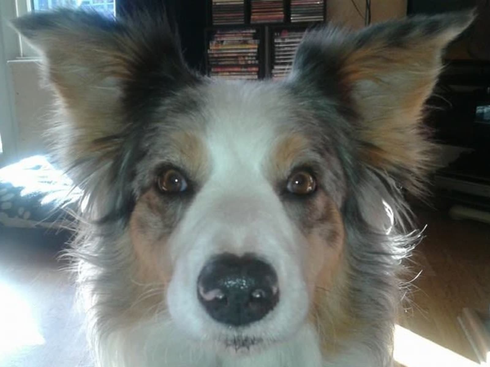 Housesitting assignment in Eastbourne, United Kingdom
