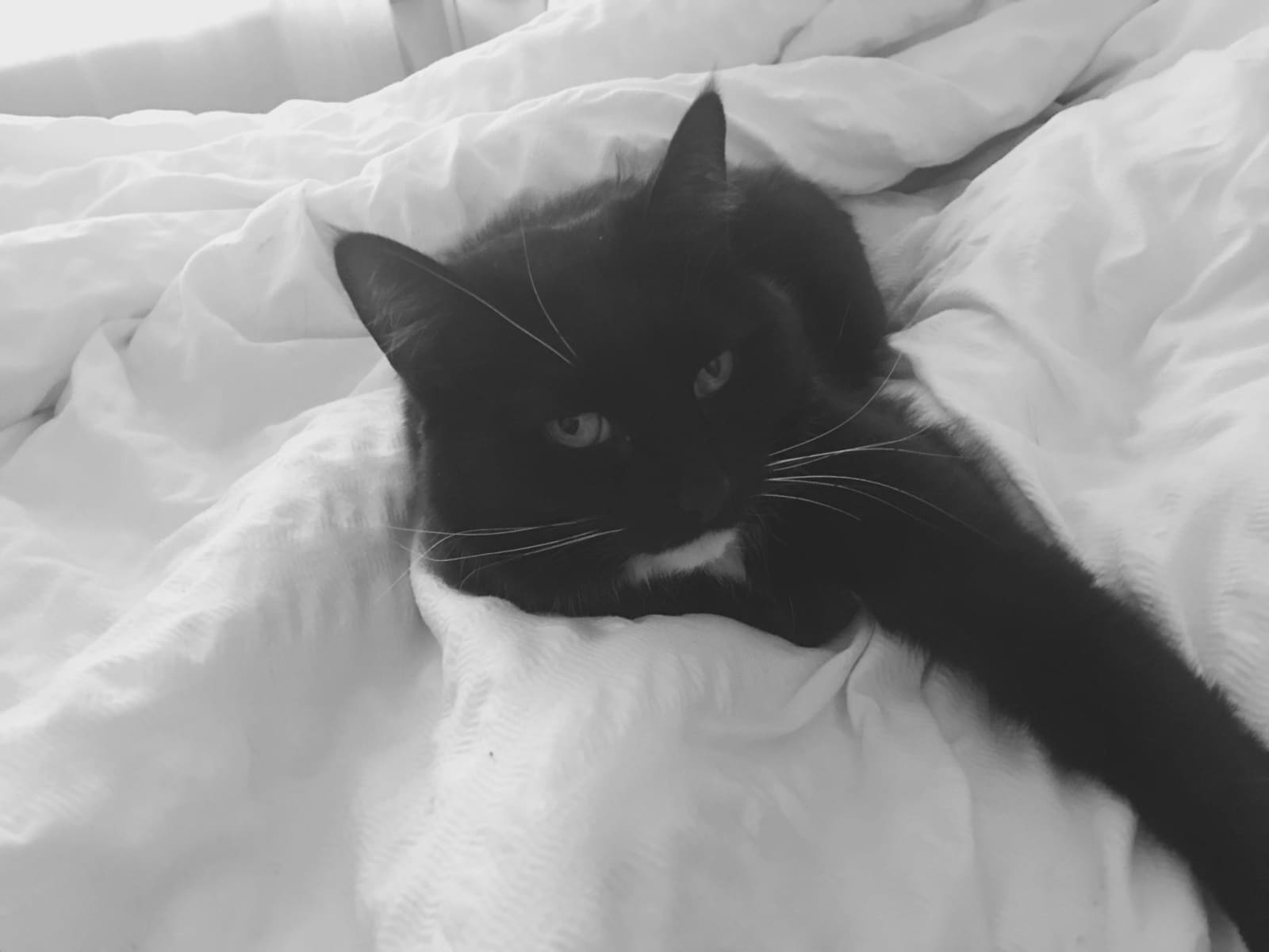 Housesitting assignment in Farnham, United Kingdom