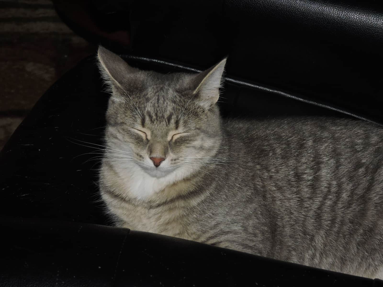 Housesitting assignment in Ompah, Ontario, Canada
