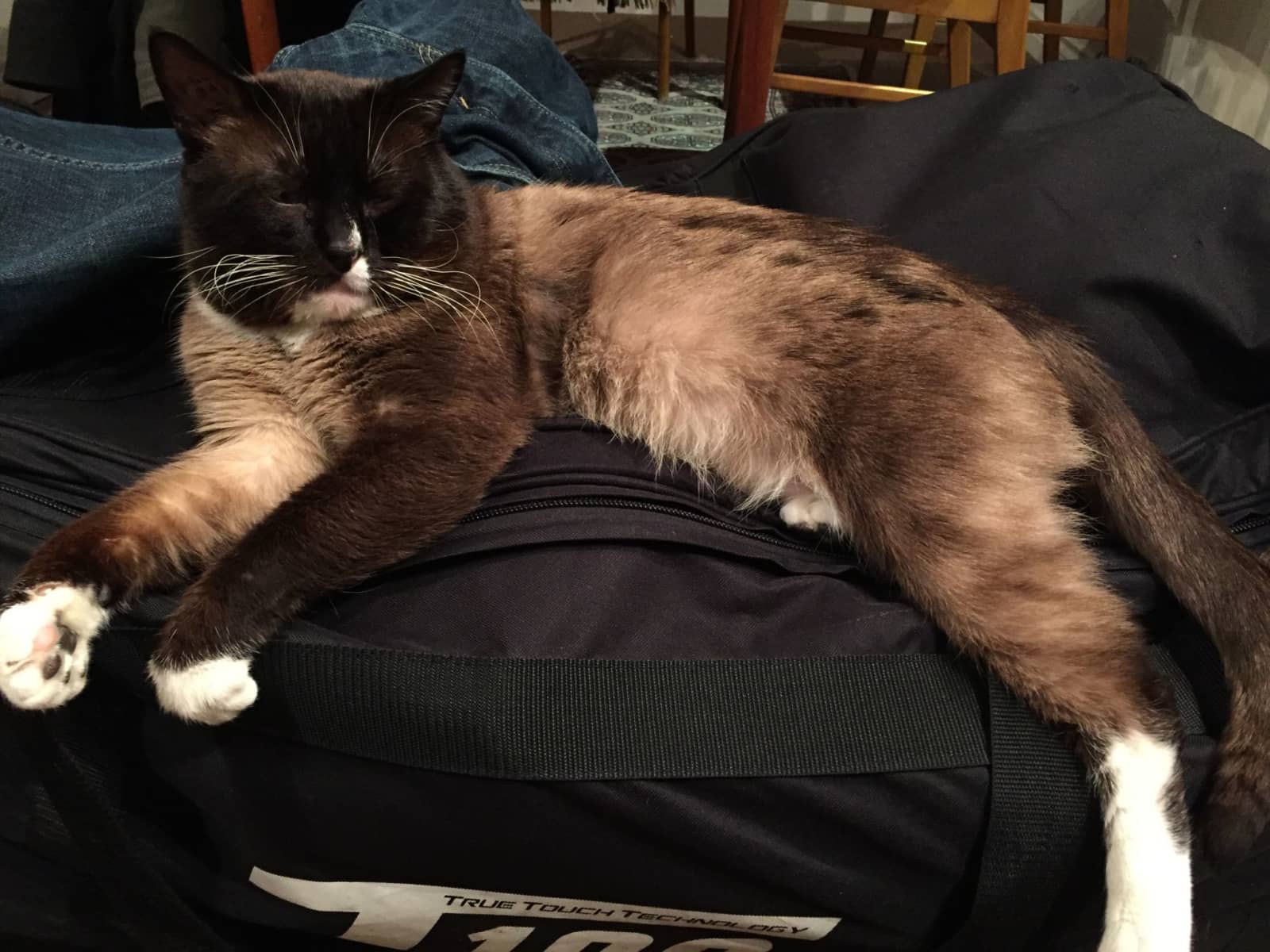 Housesitting assignment in Vancouver, British Columbia, Canada