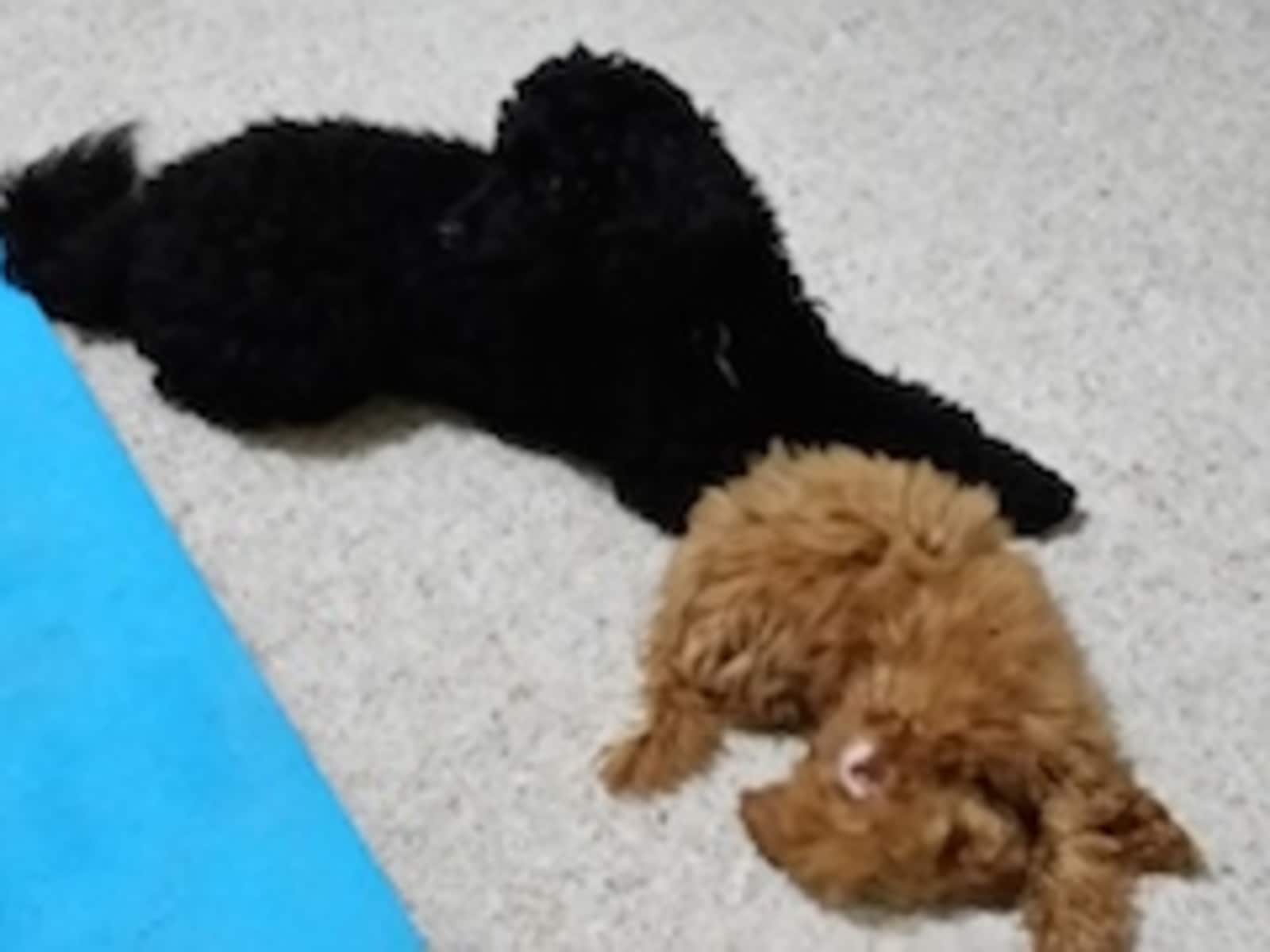 Housesitting assignment in Lavington, New South Wales, Australia