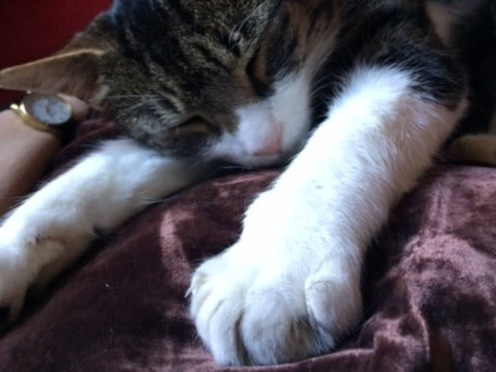 Housesitting assignment in Southwold, United Kingdom