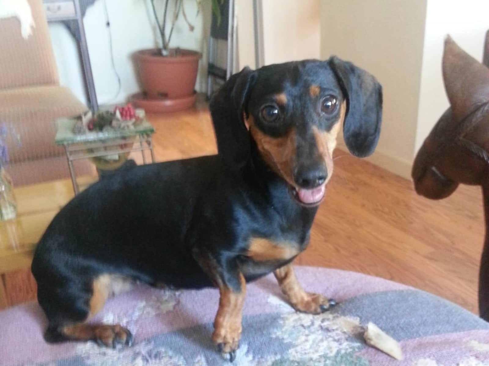 Housesitting assignment in Sonoma, California, United States