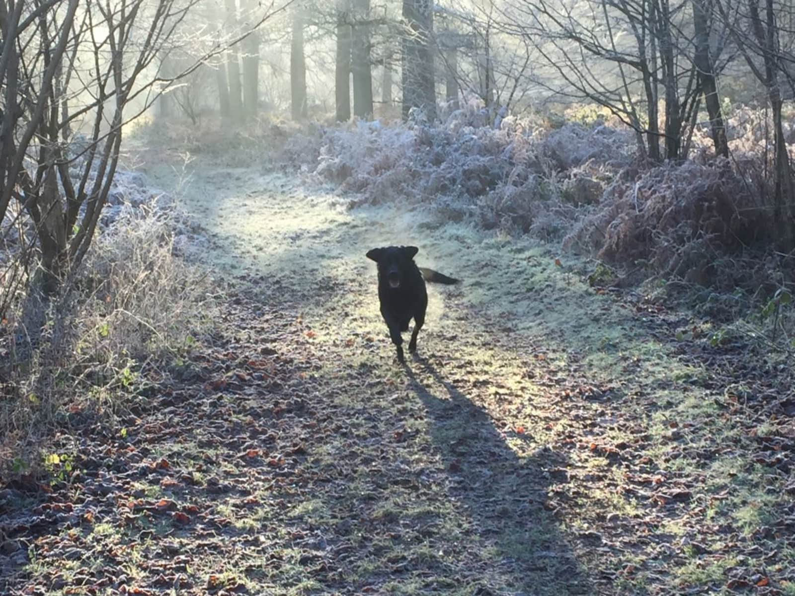 Housesitting assignment in Andover, United Kingdom