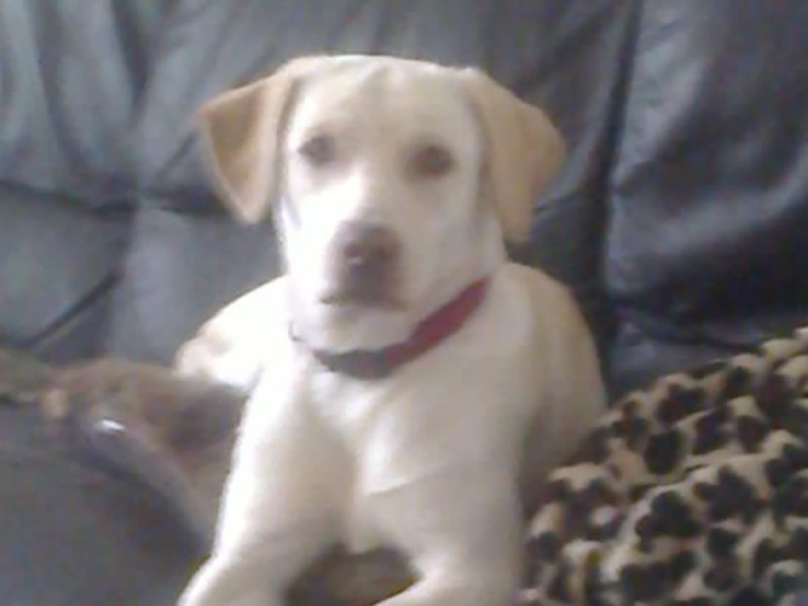 Housesitting assignment in Swindon, United Kingdom
