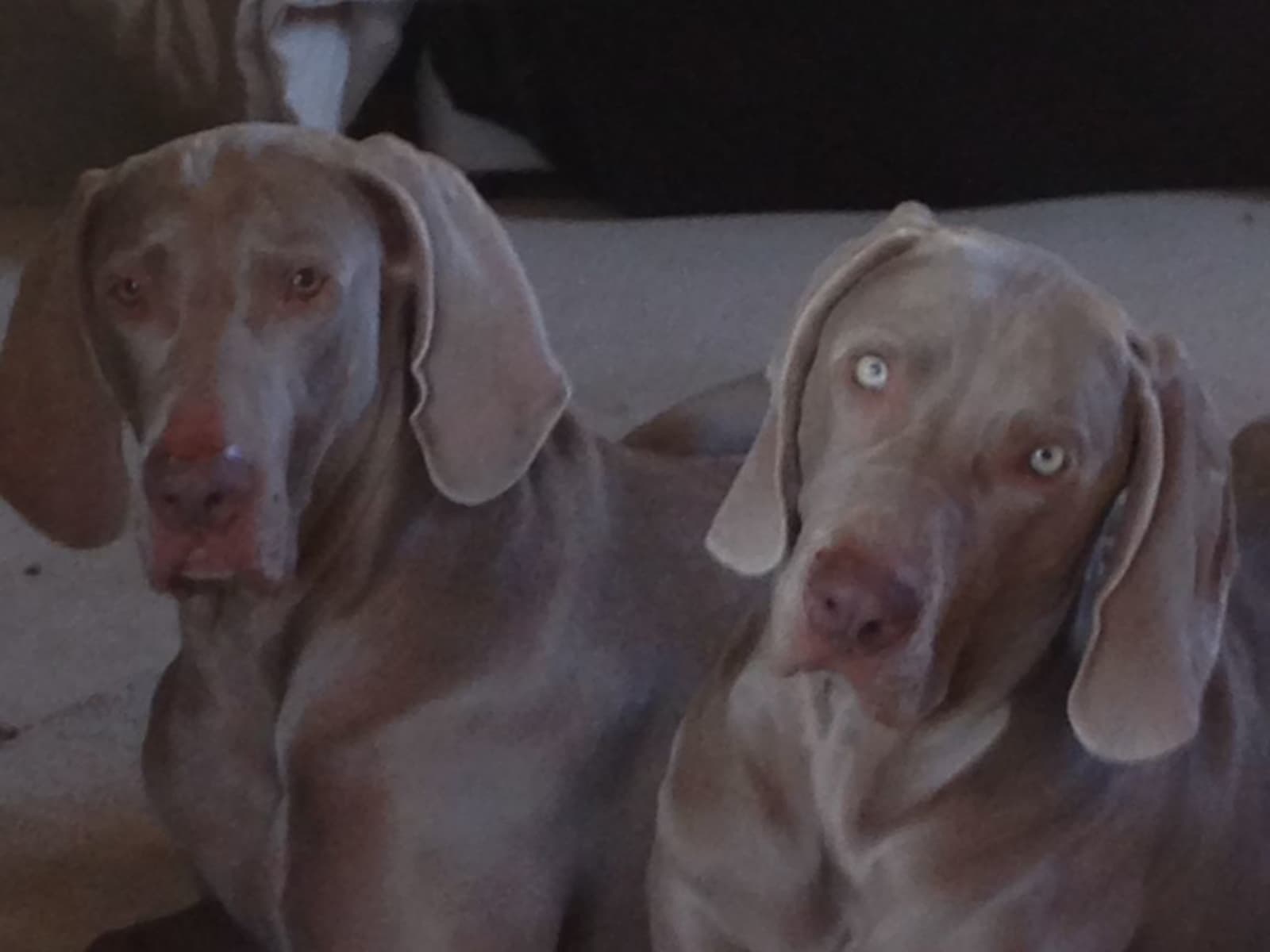 Housesitting assignment in Kettering, United Kingdom