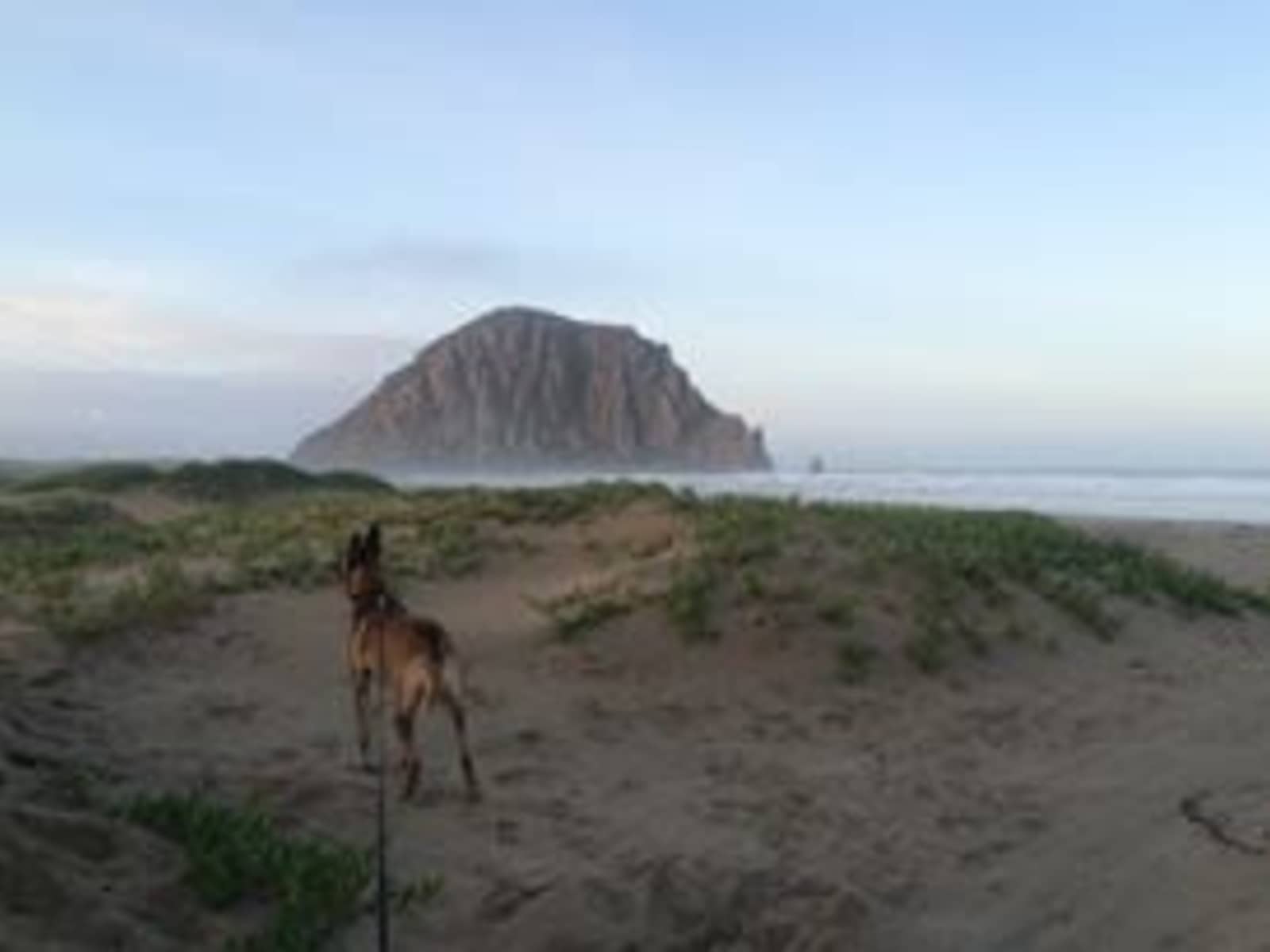 Housesitting assignment in Morro Bay, California, United States