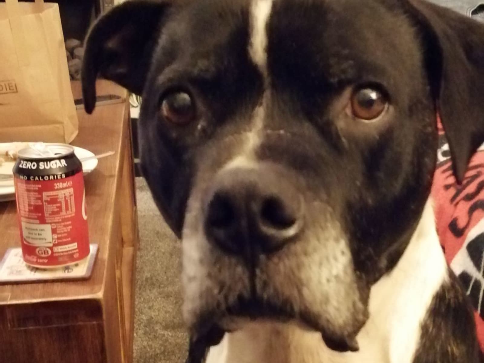 Housesitting assignment in Gateshead, United Kingdom