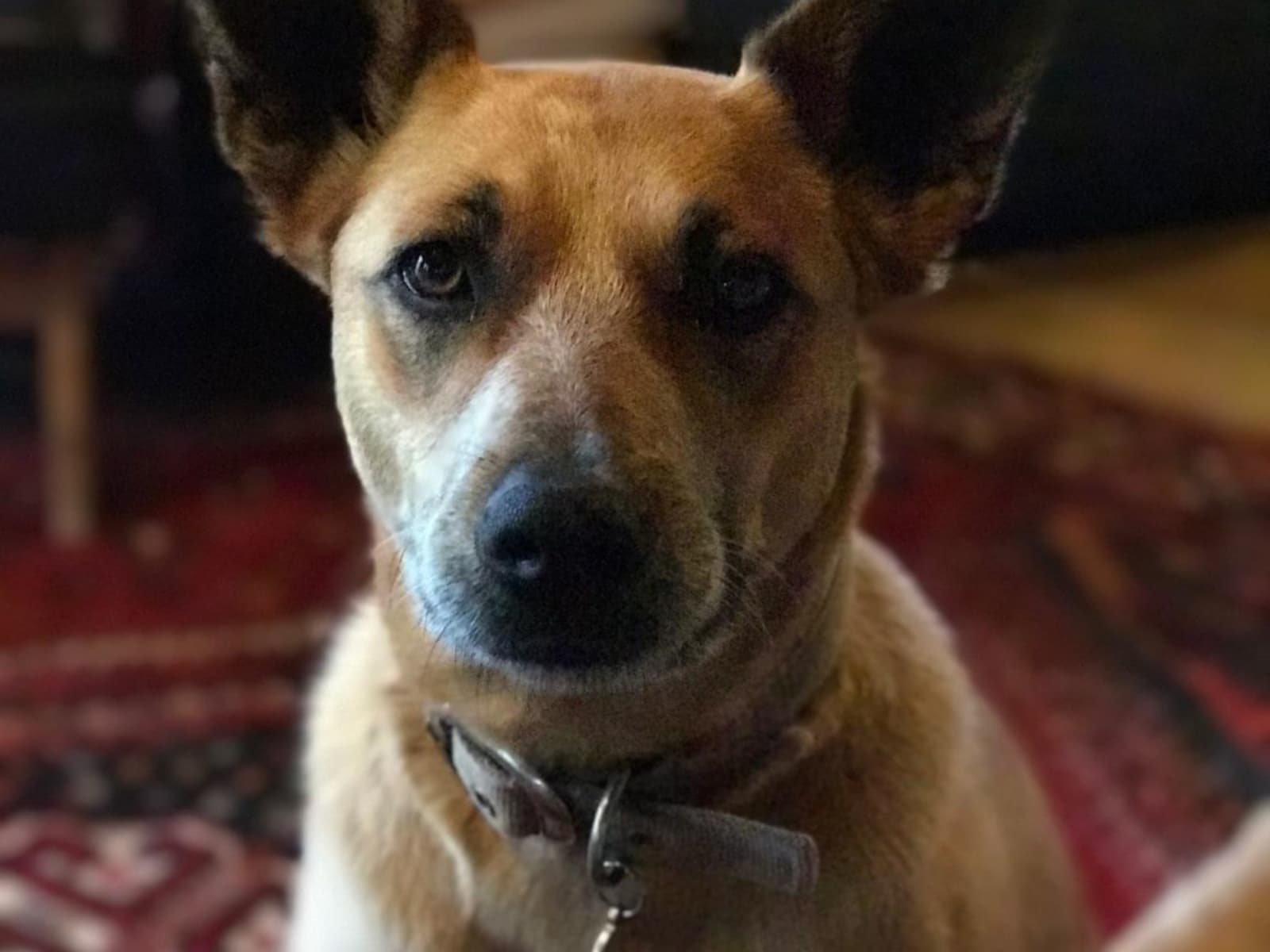 Housesitting assignment in Elphinstone, Victoria, Australia