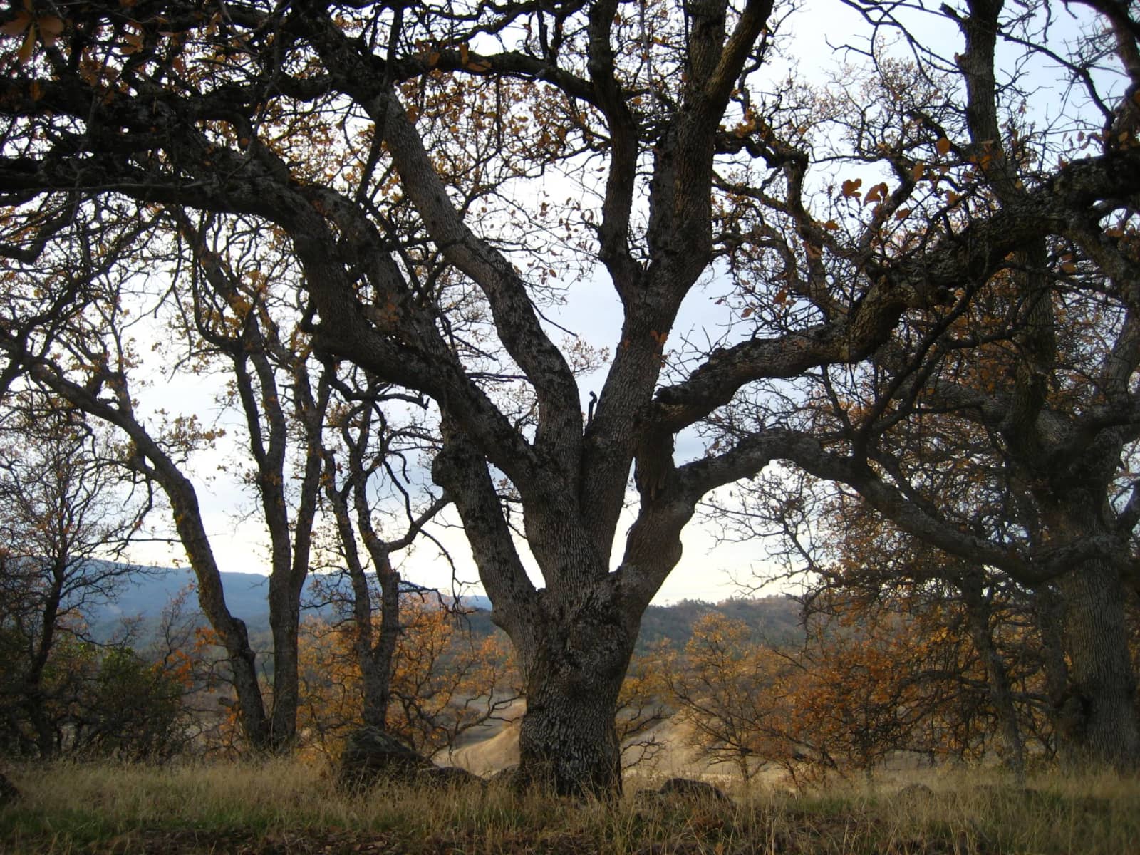 Housesitting assignment in Paskenta, California, United States