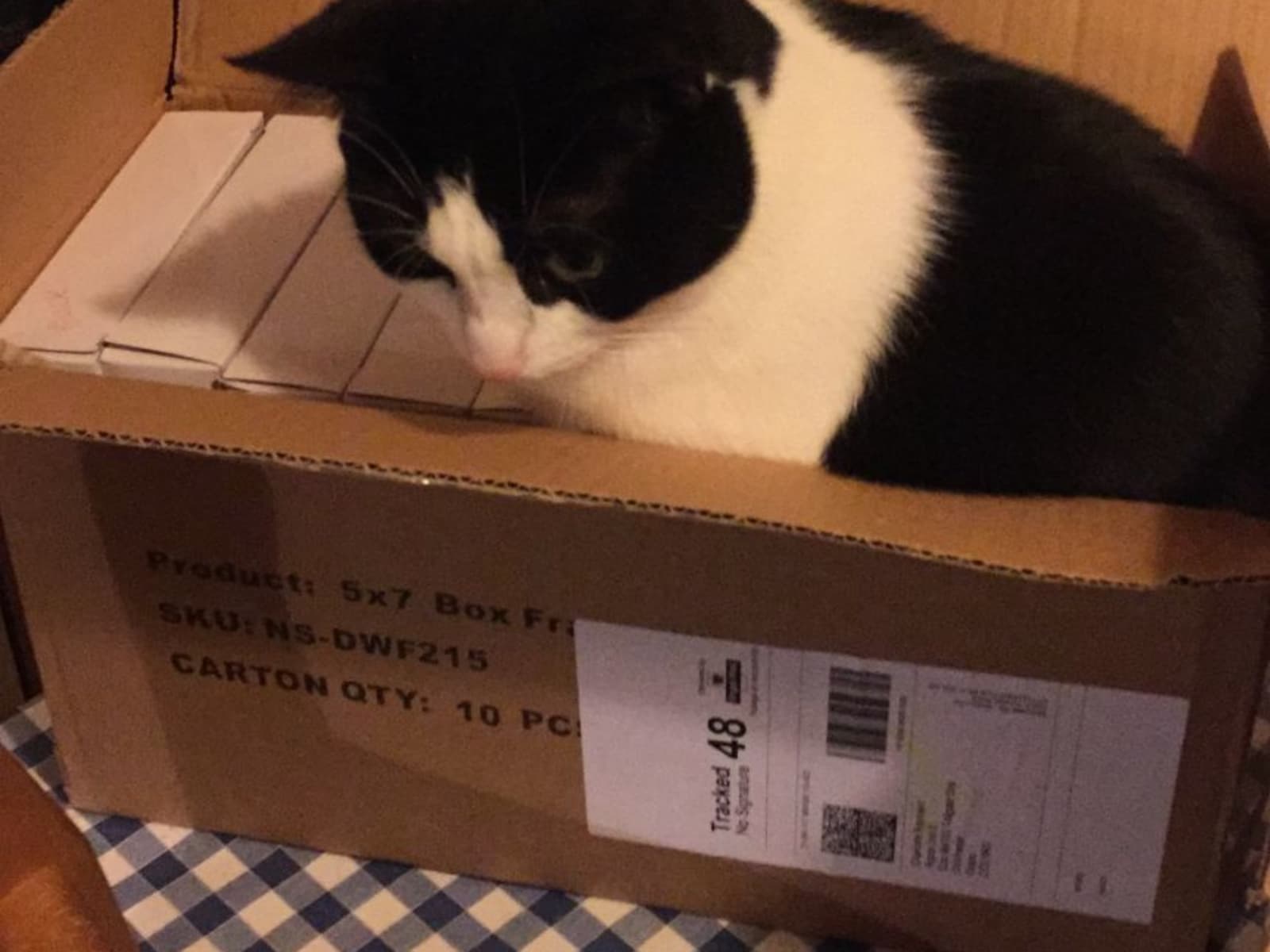 Housesitting assignment in Colchester, United Kingdom
