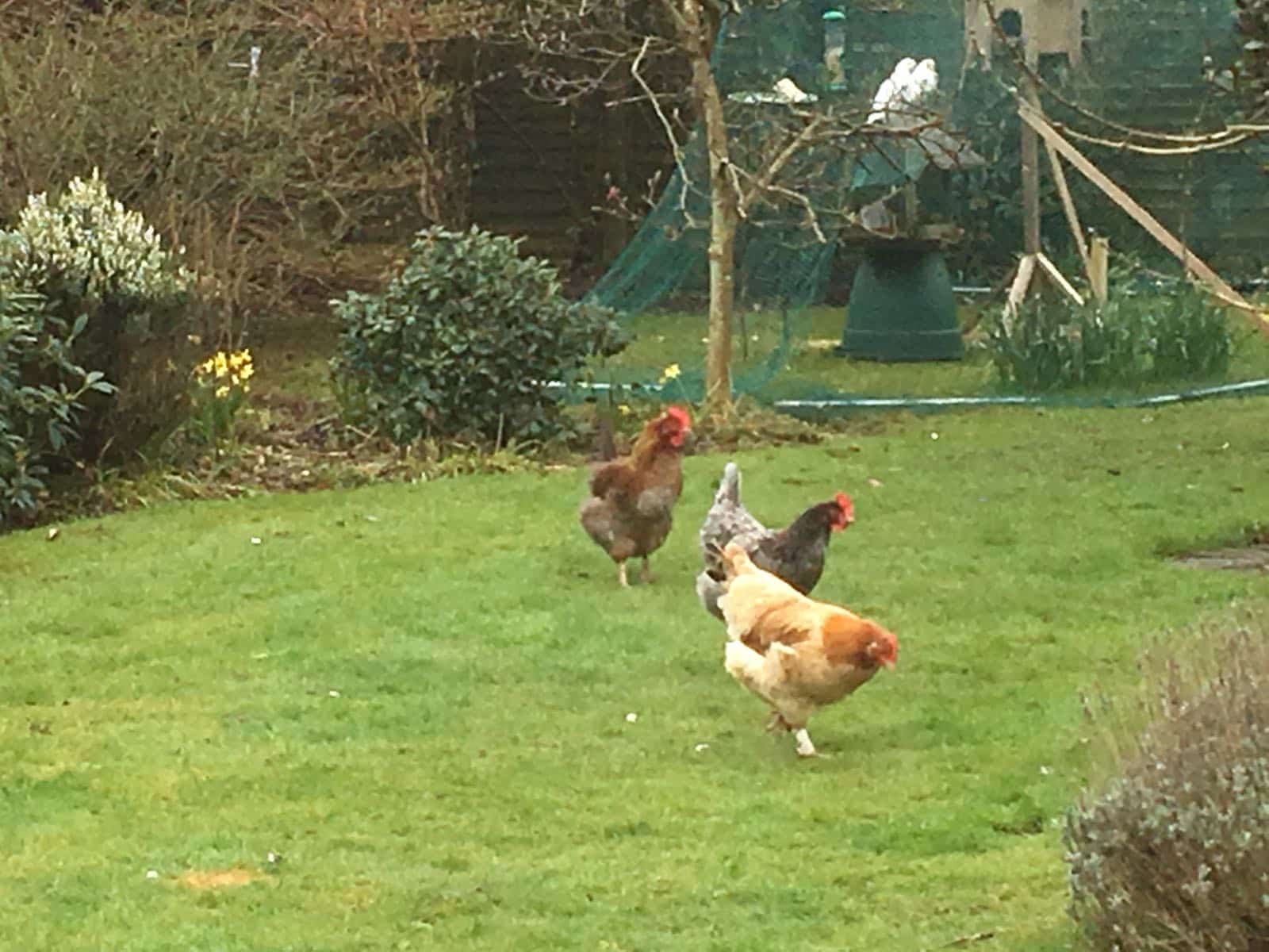 Housesitting assignment in Sarisbury Green, United Kingdom