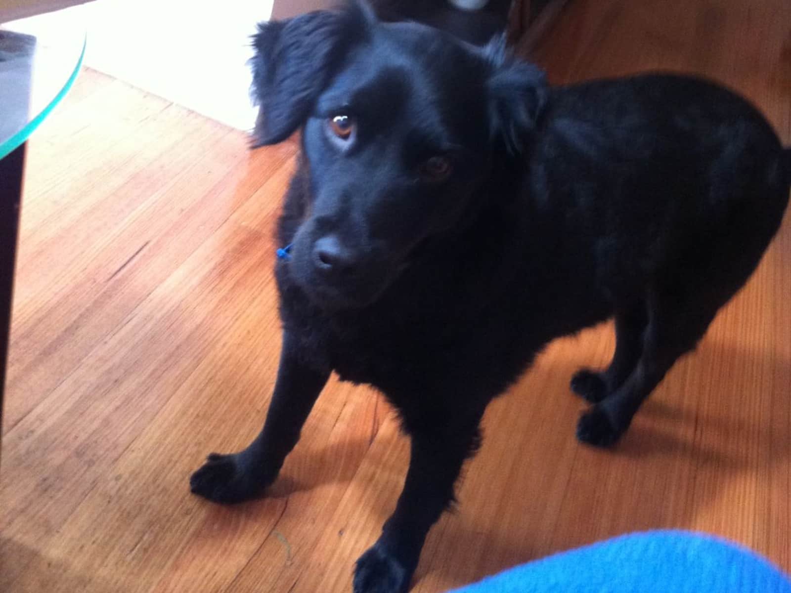 Housesitting assignment in Bendigo, Victoria, Australia