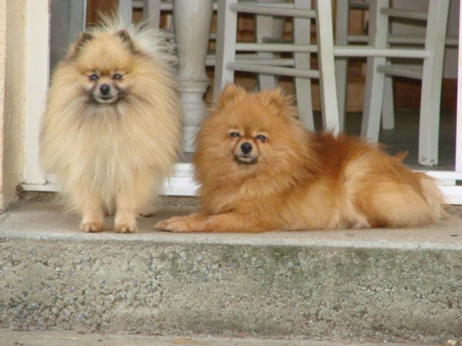 Housesitting assignment in Menomblet, France