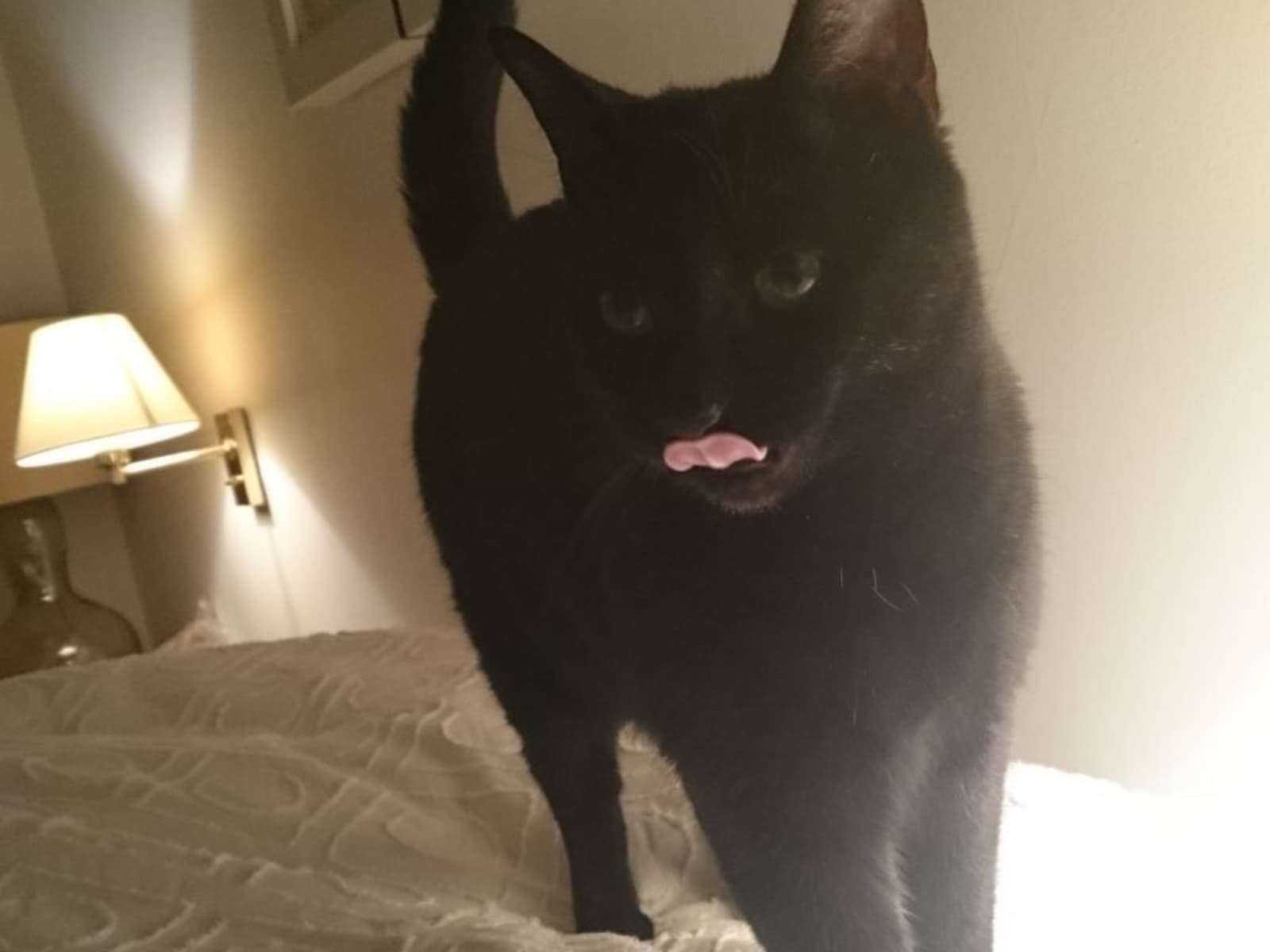 Housesitting assignment in London, United Kingdom