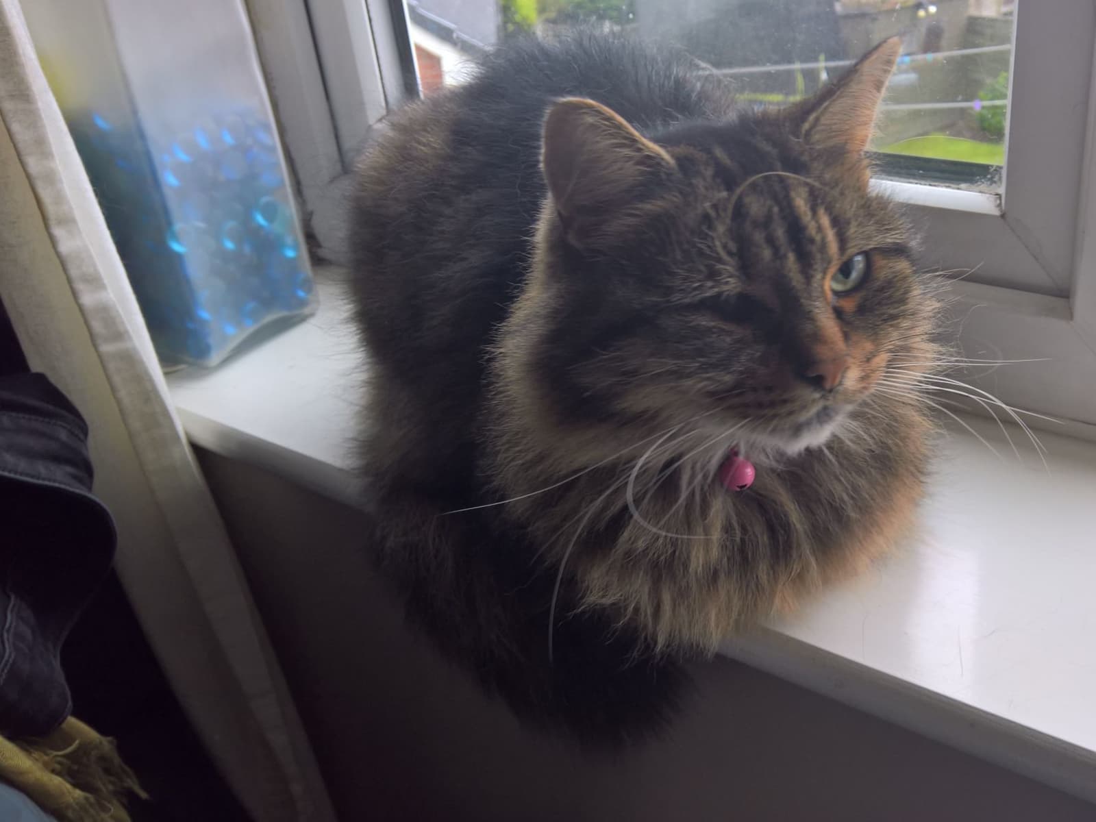 Housesitting assignment in Birmingham, United Kingdom