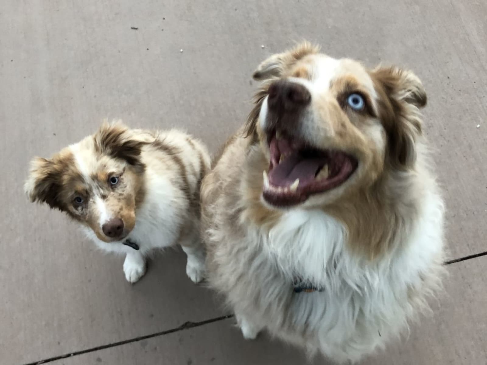 Housesitting assignment in Castle Rock, Colorado, United States