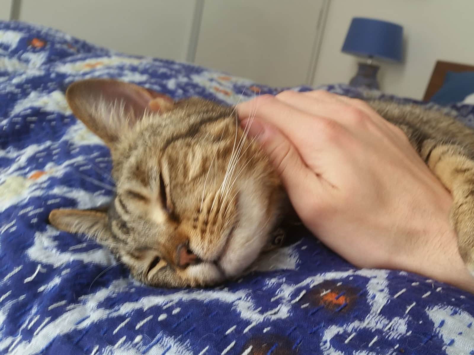 Rua from Amsterdam, Netherlands