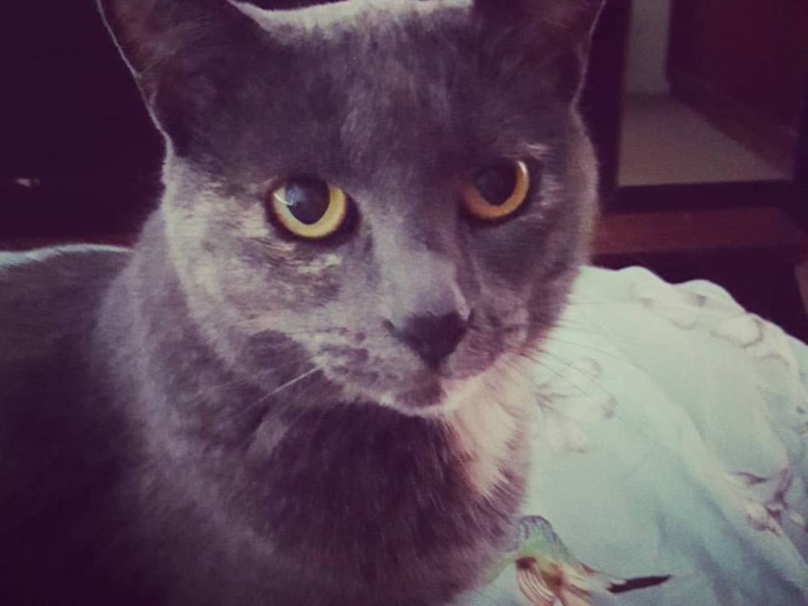 Housesitting assignment in West Hampstead, United Kingdom