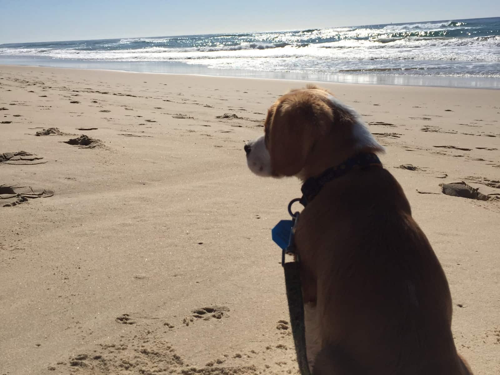 Housesitting assignment in Peregian Springs, Queensland, Australia