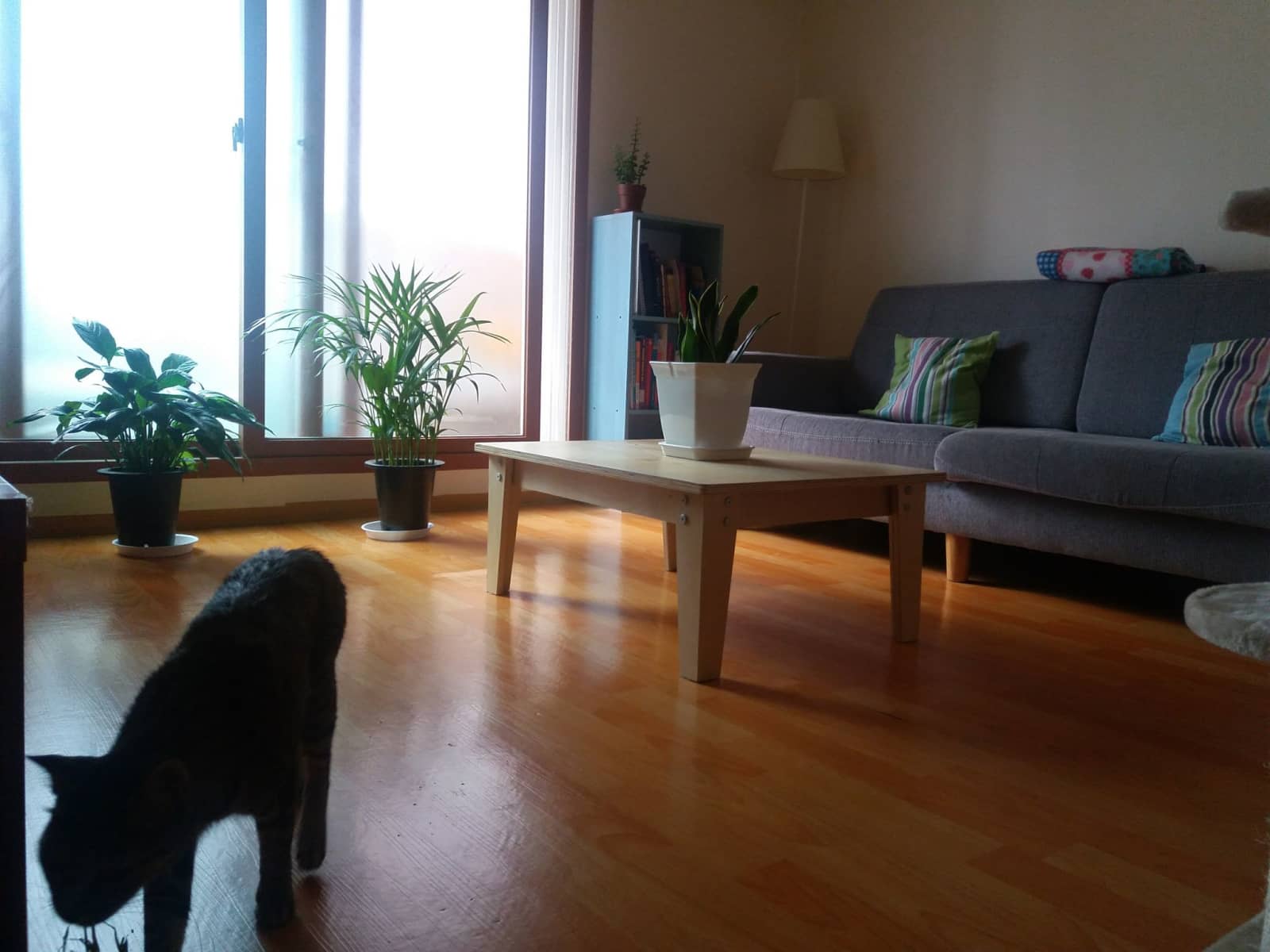 Housesitting assignment in Seoul, South Korea