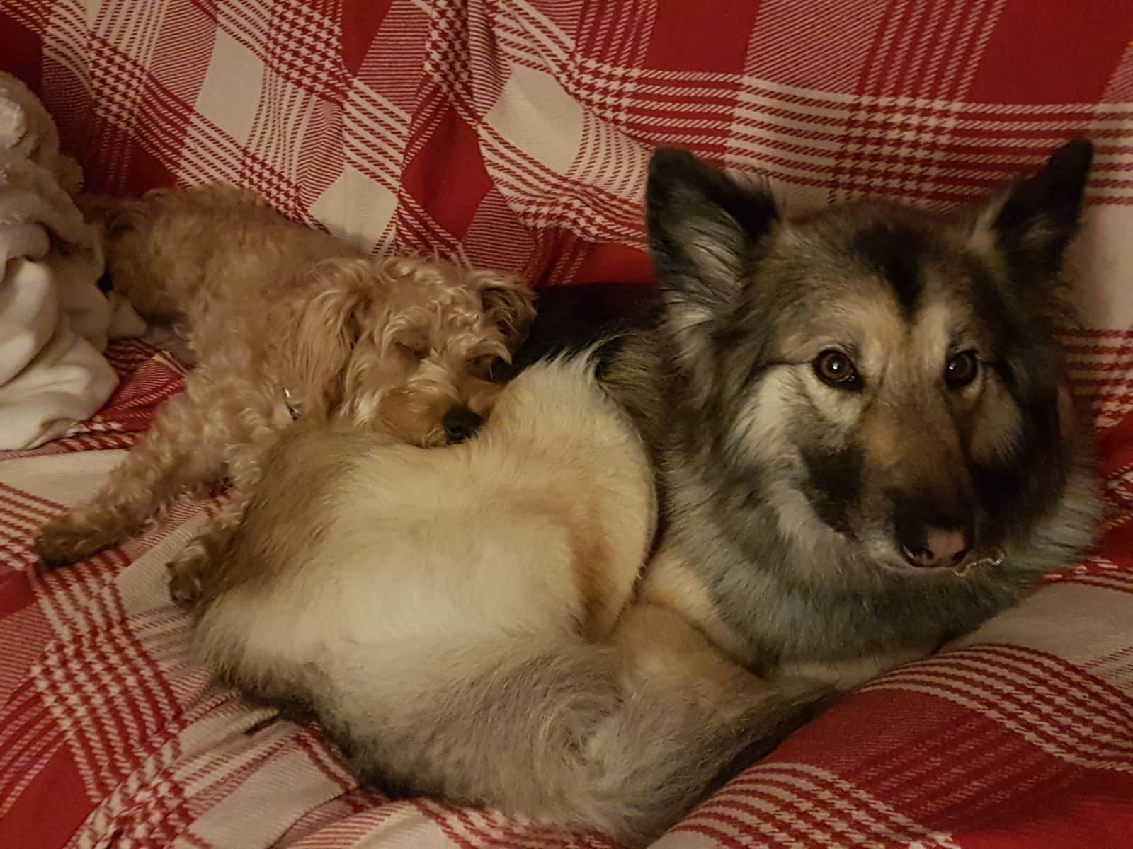 Housesitting assignment in Preston, United Kingdom