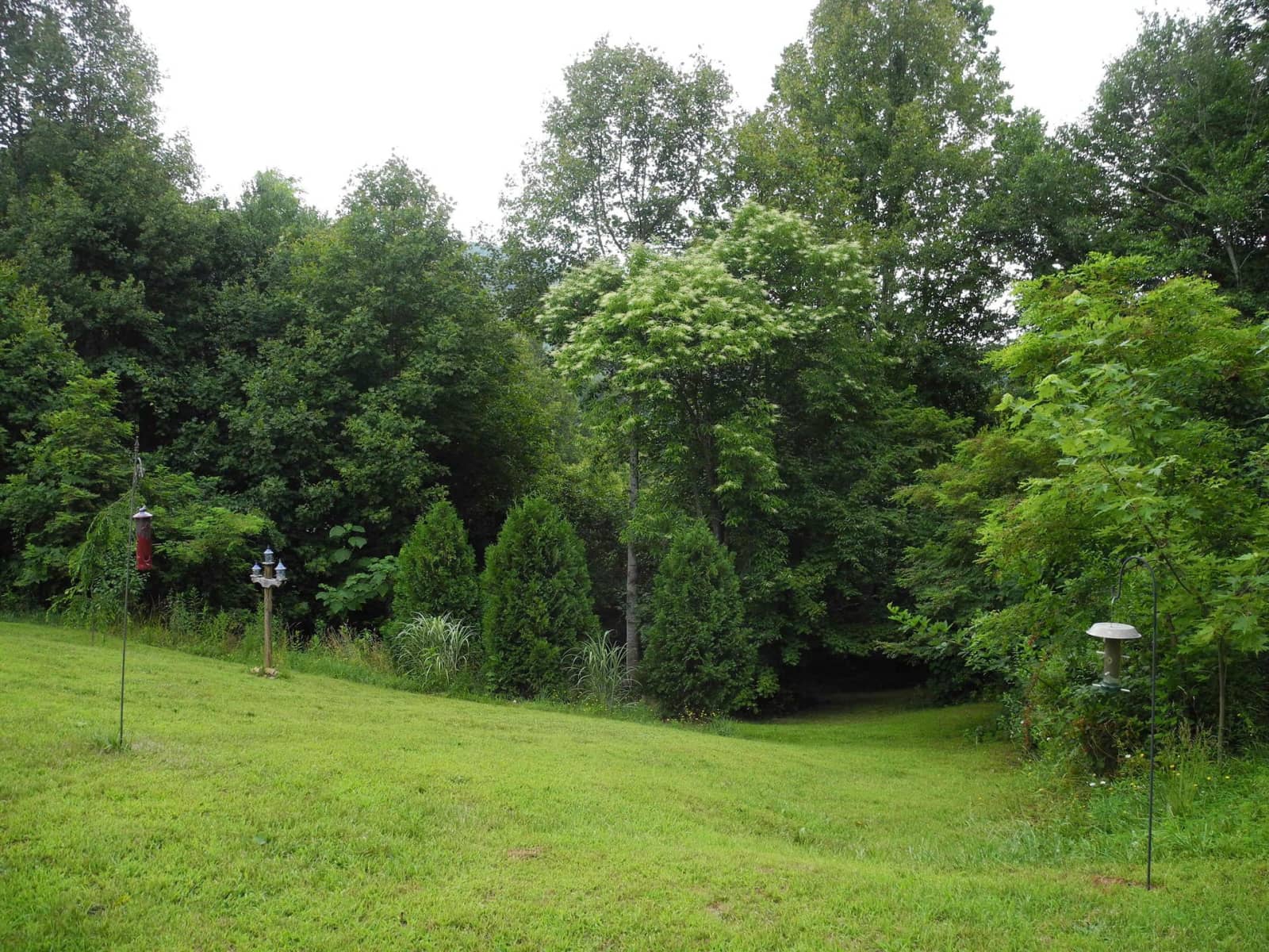 Housesitting assignment in Asheville, North Carolina, United States