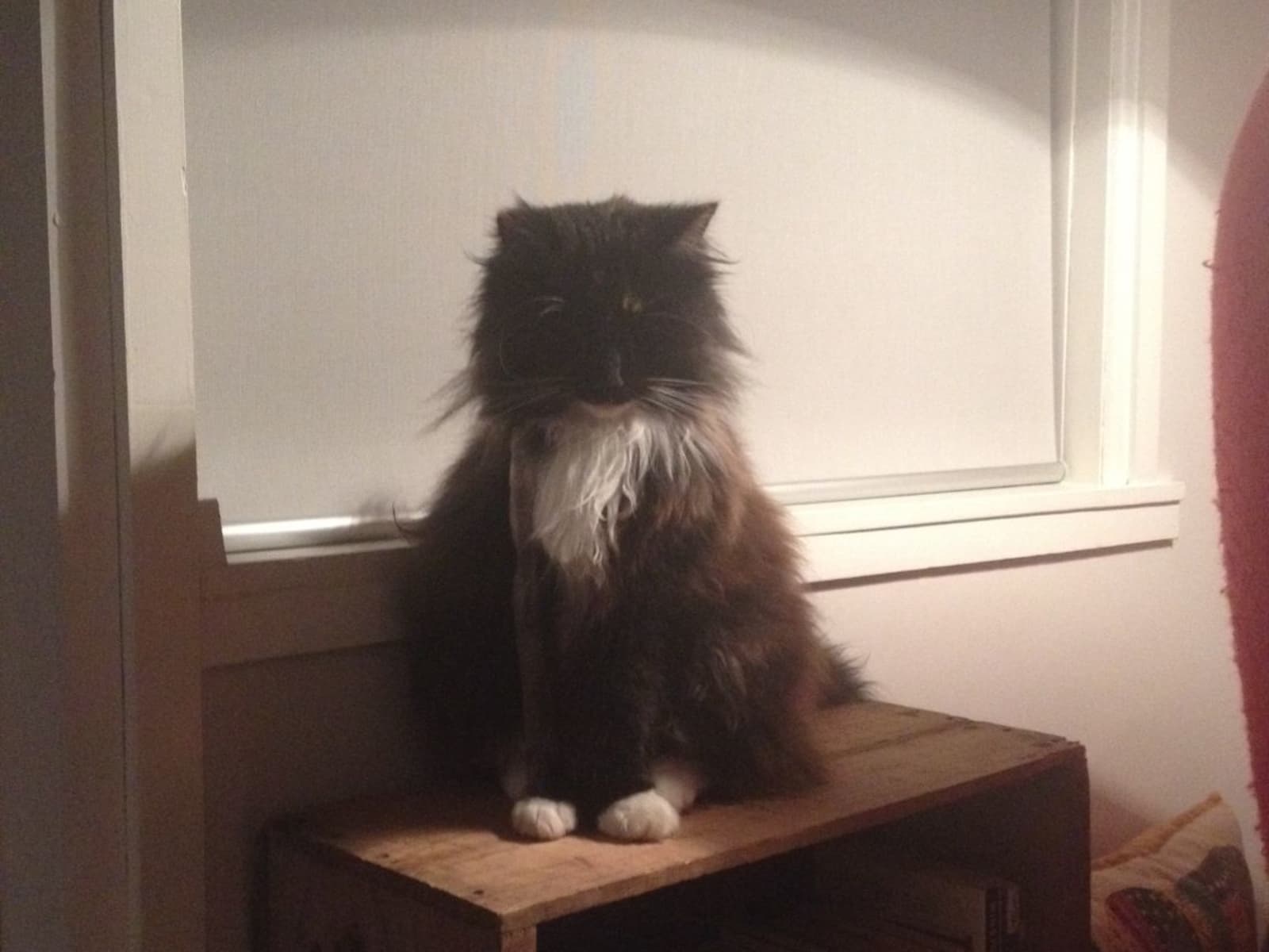 Housesitting assignment in Auckland, New Zealand
