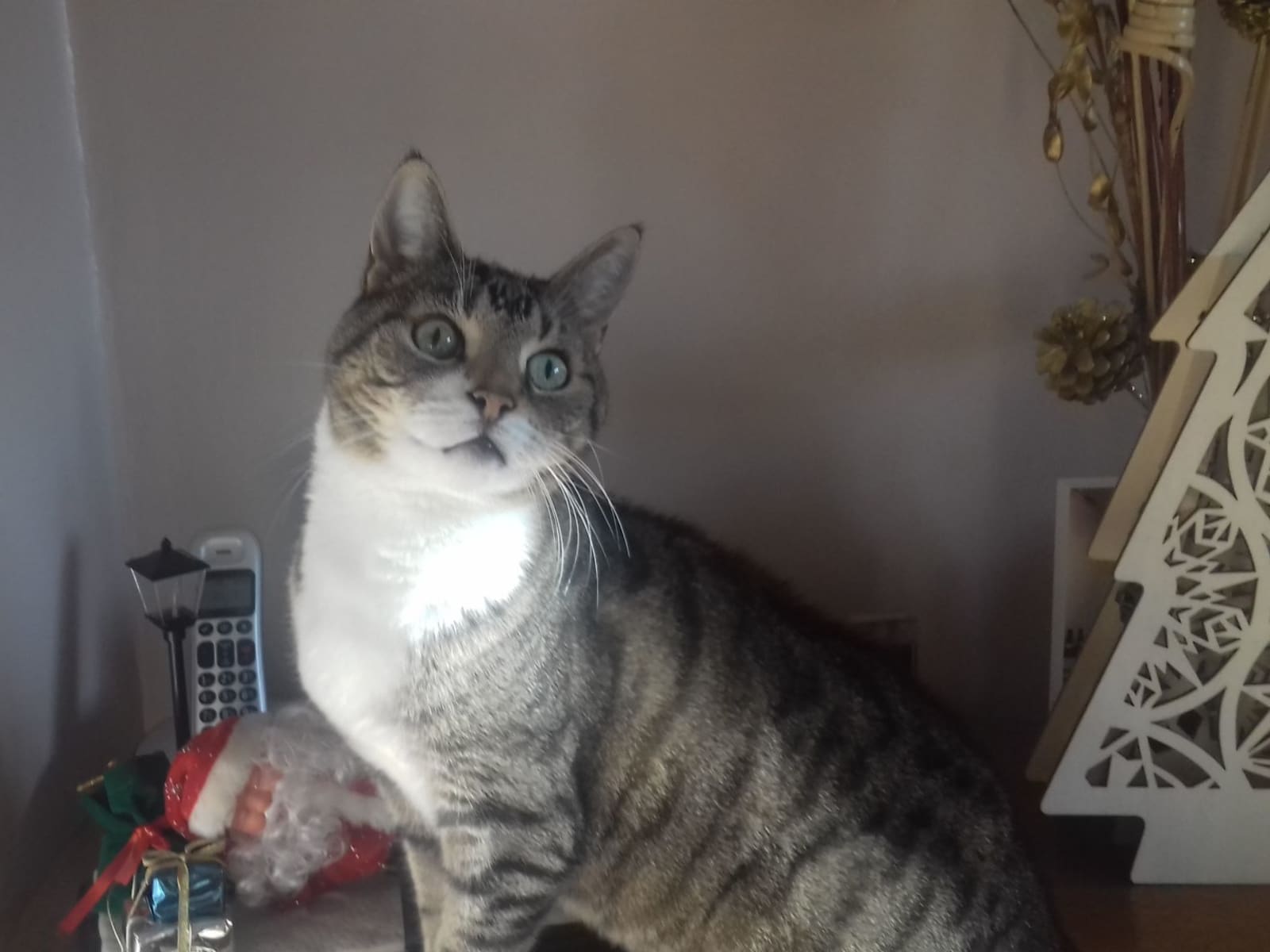 Housesitting assignment in Northampton, United Kingdom