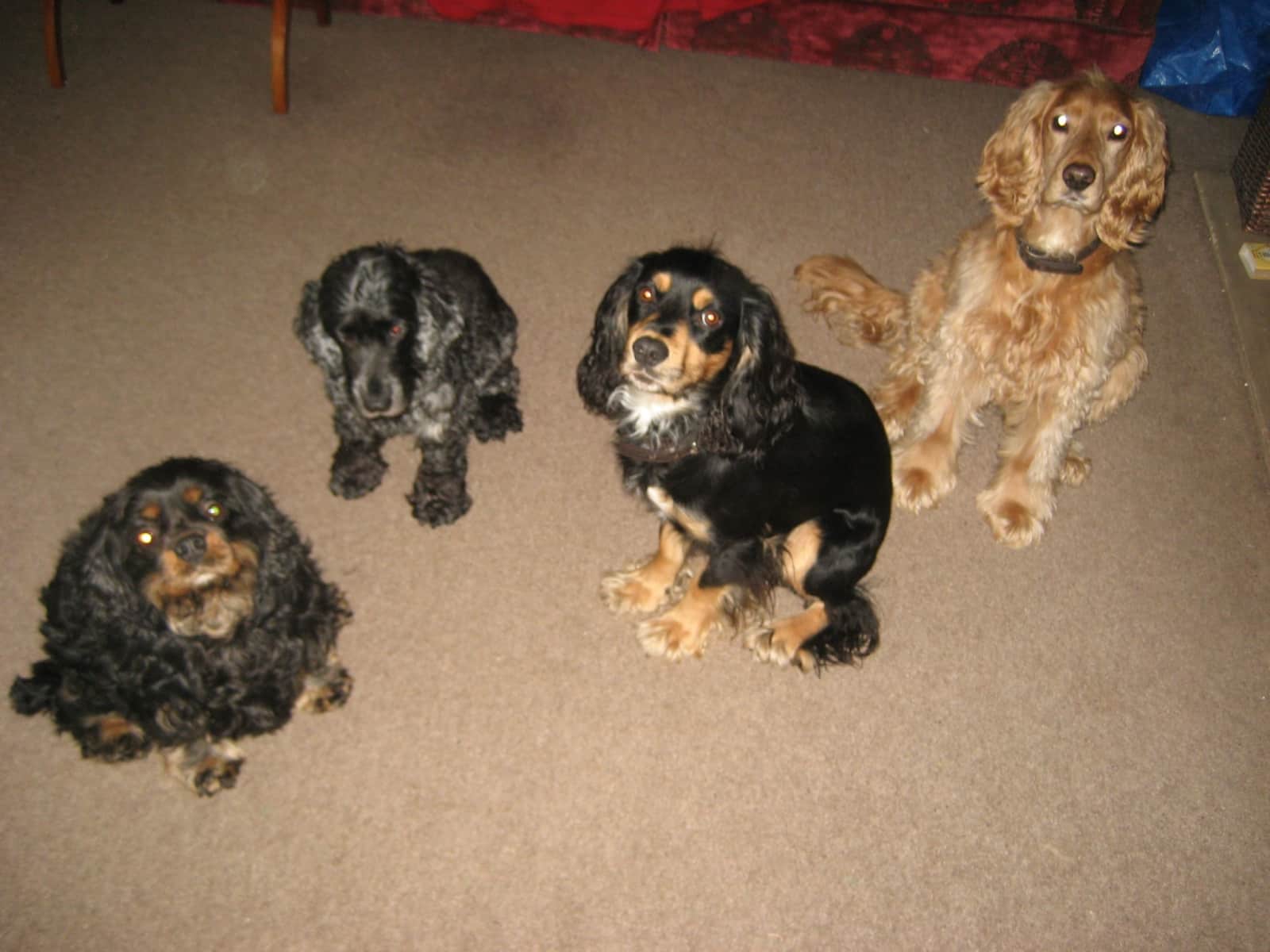 Housesitting assignment in Appleby-in-Westmorland, United Kingdom