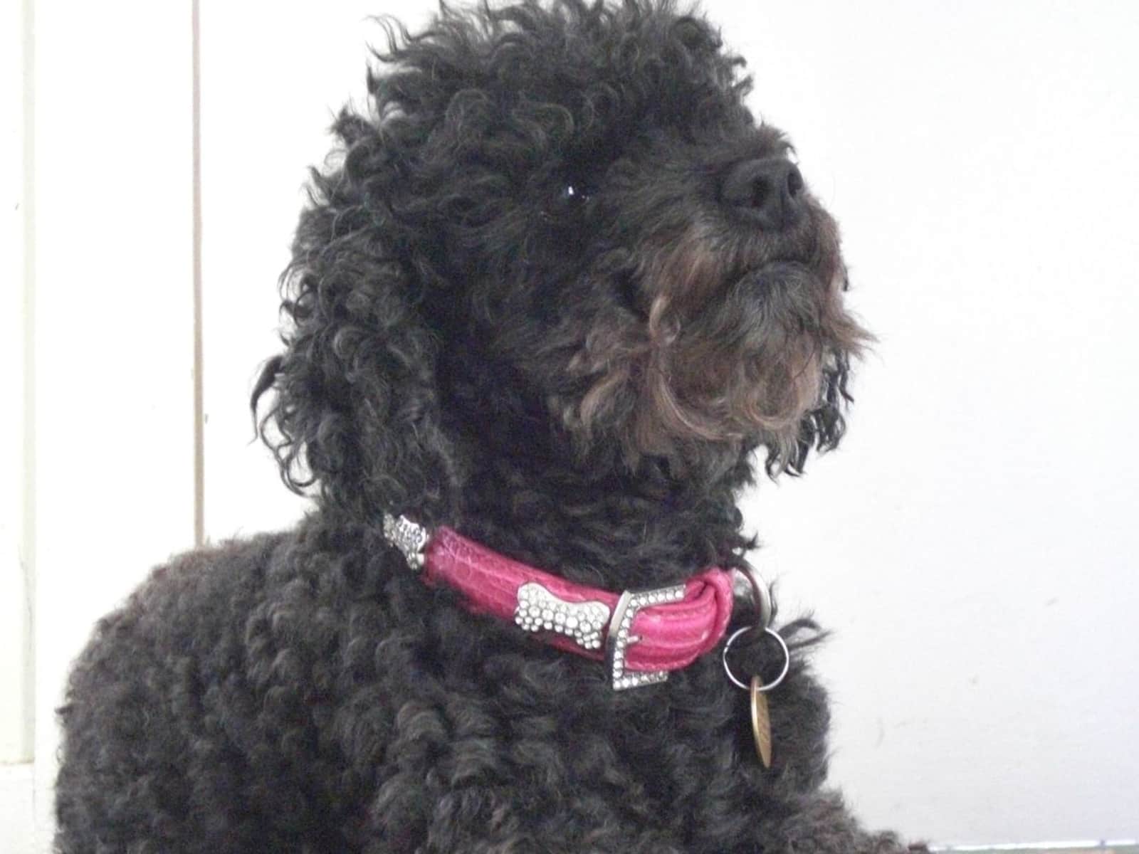 Housesitting assignment in Tavistock, United Kingdom