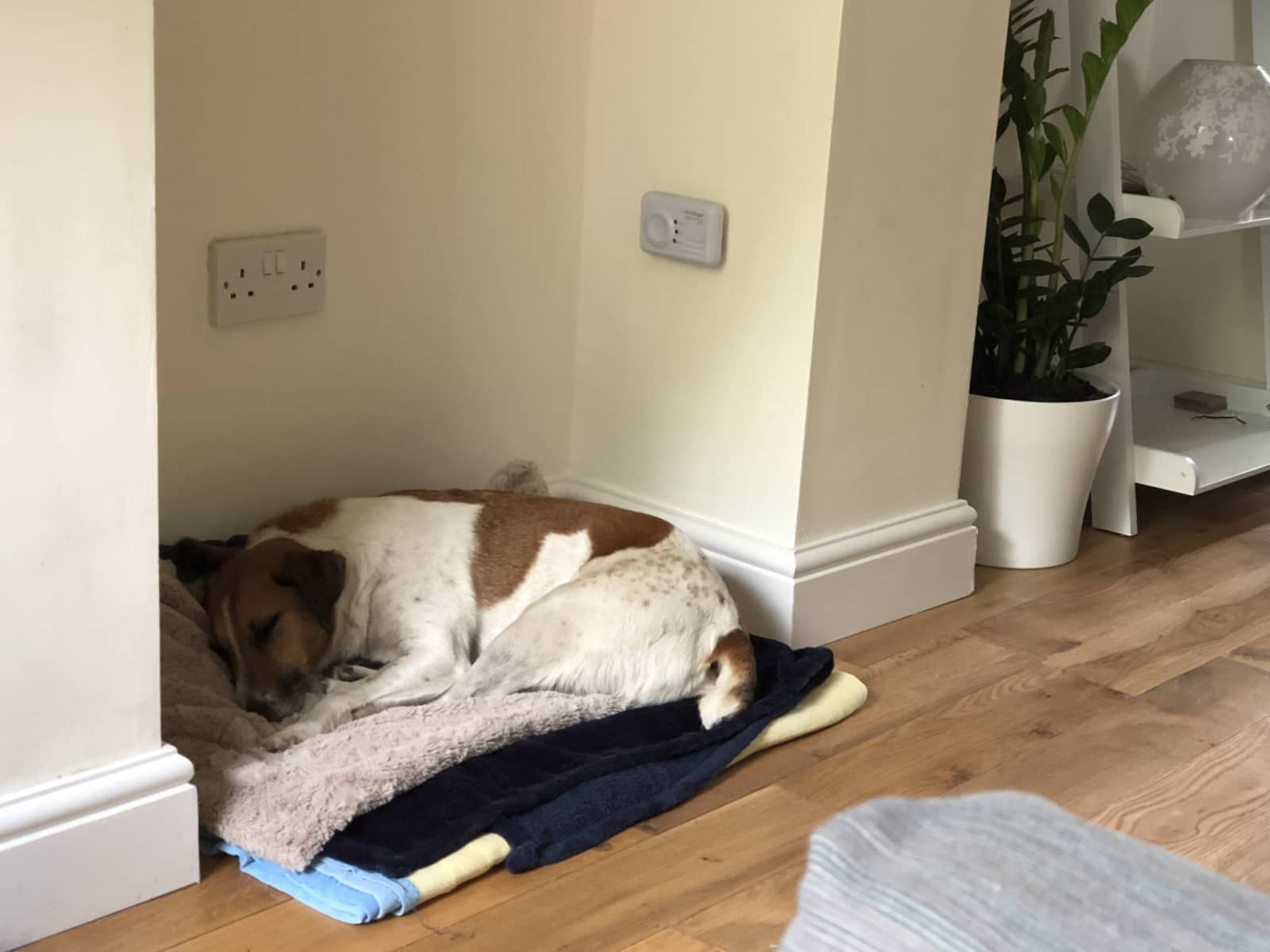Housesitting assignment in Shalford, United Kingdom