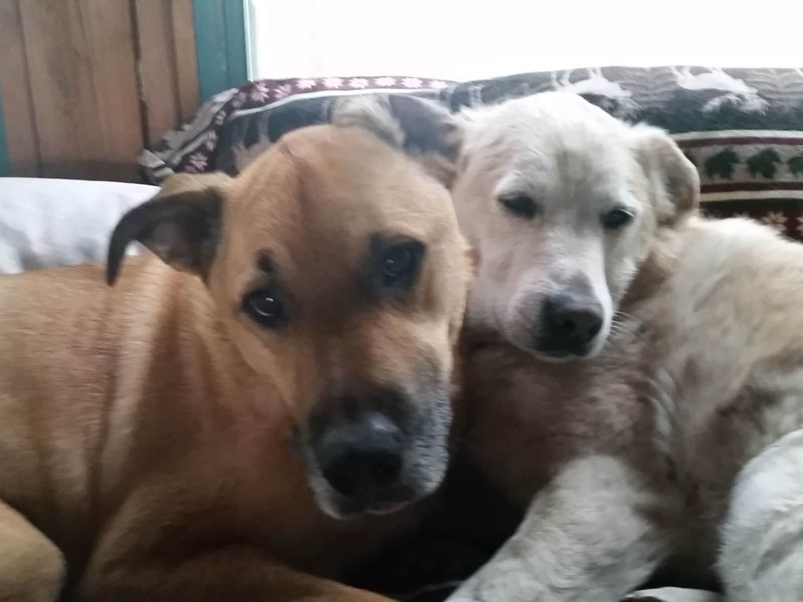 Housesitting assignment in Wahkiacus, Washington, United States