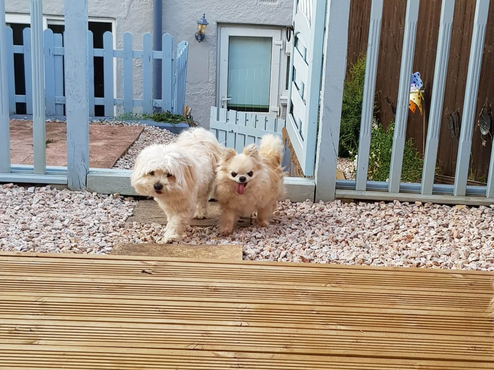 Housesitting assignment in Paignton, United Kingdom