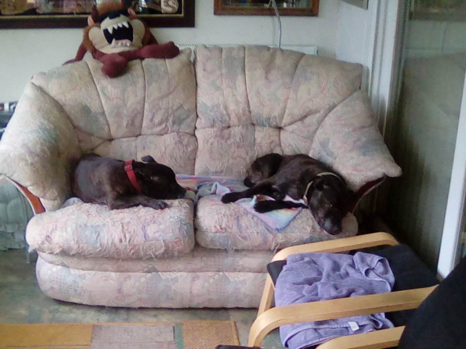 Housesitting assignment in Salisbury, United Kingdom
