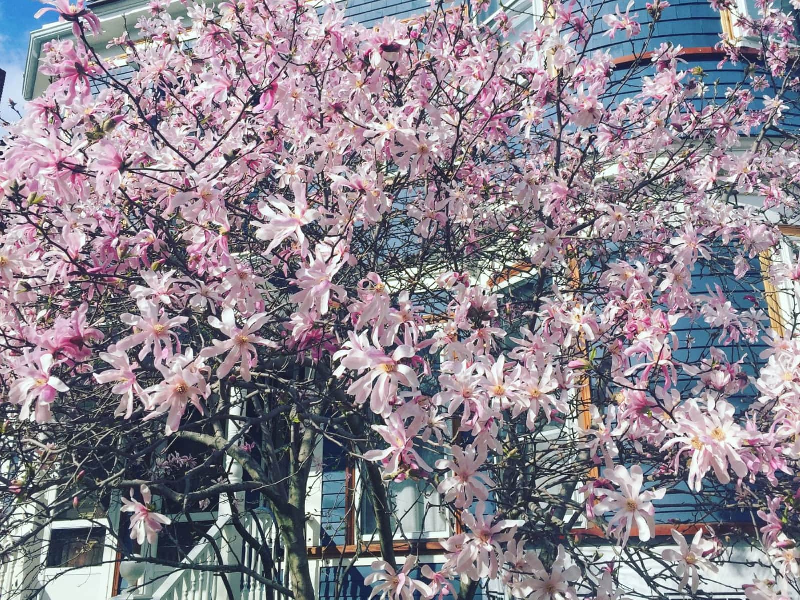 Housesitting assignment in Somerville, Massachusetts, United States