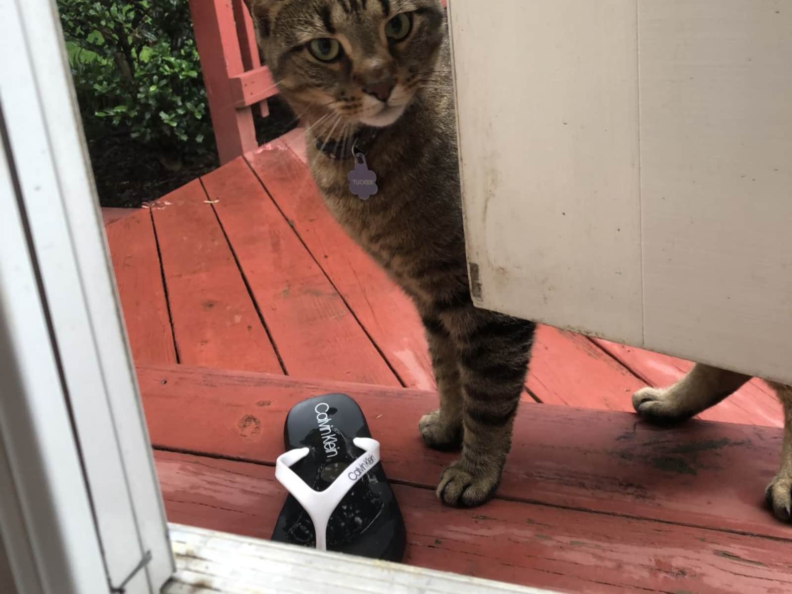 Housesitting assignment in Alexandria, Virginia, United States
