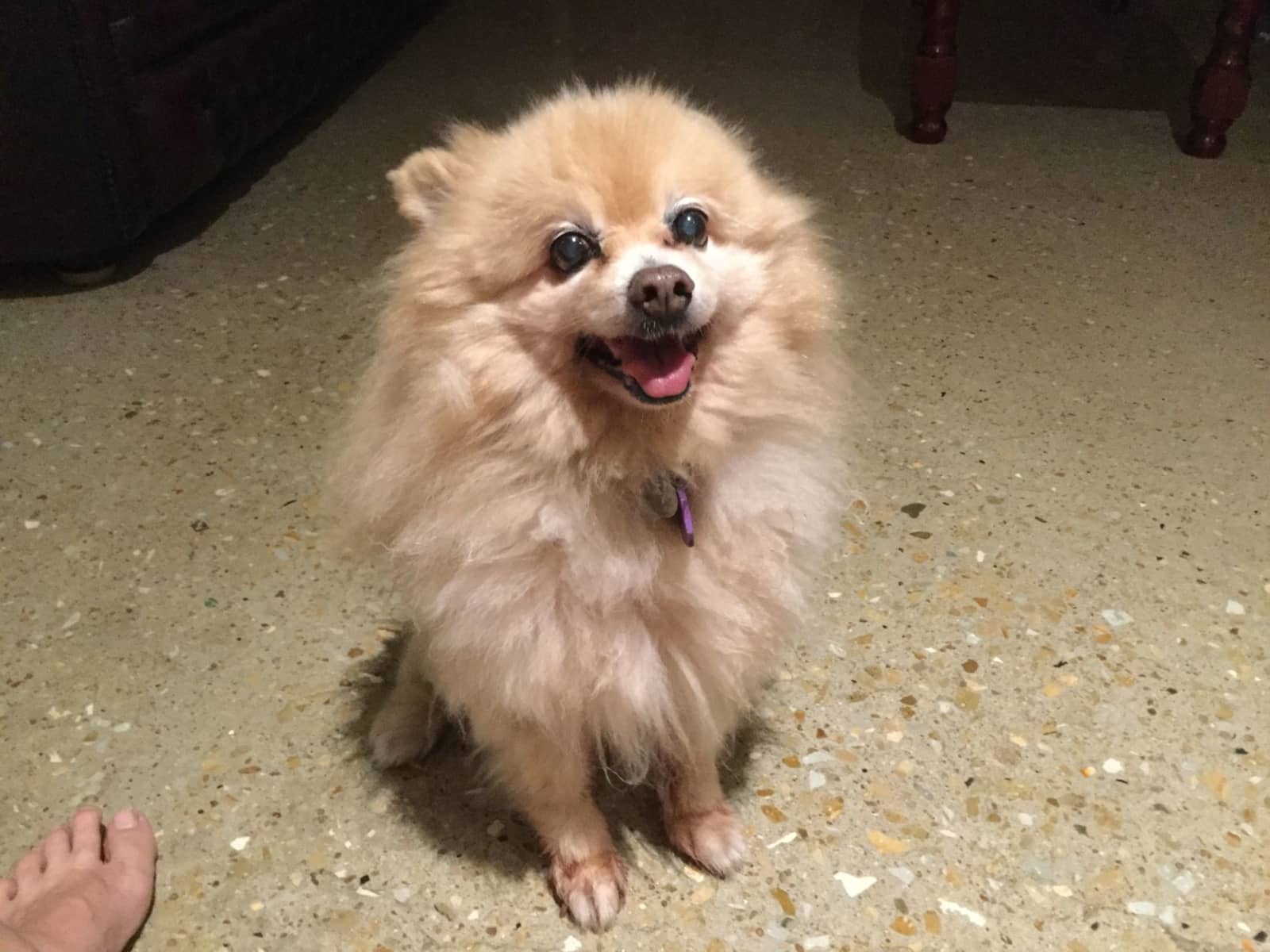 Housesitting assignment in Townsville, Queensland, Australia