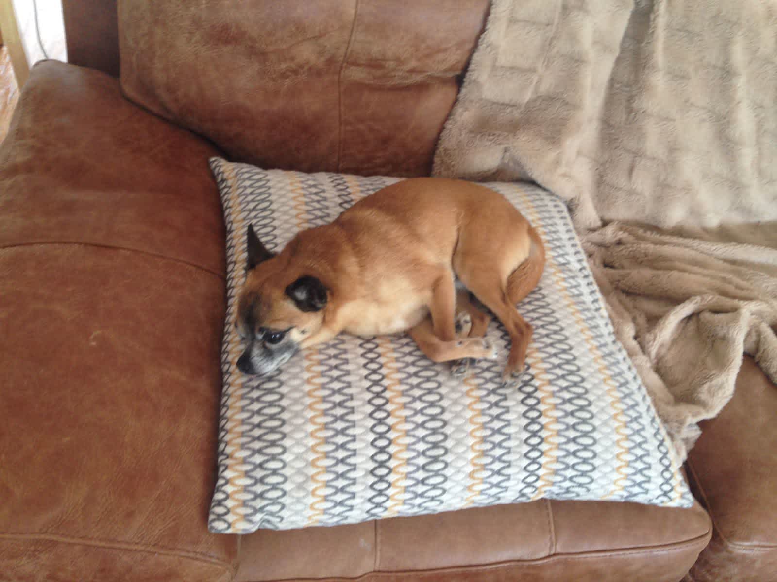 Housesitting assignment in Dunfermline, United Kingdom