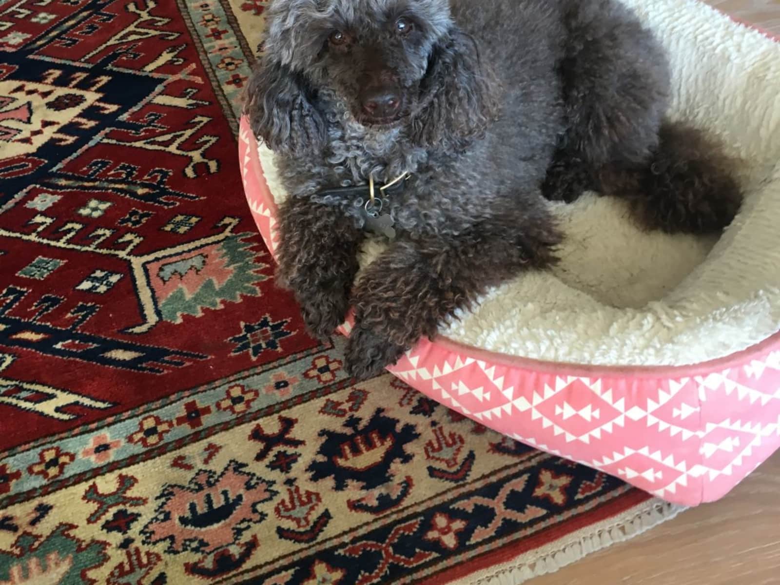 Housesitting assignment in Bowral, New South Wales, Australia