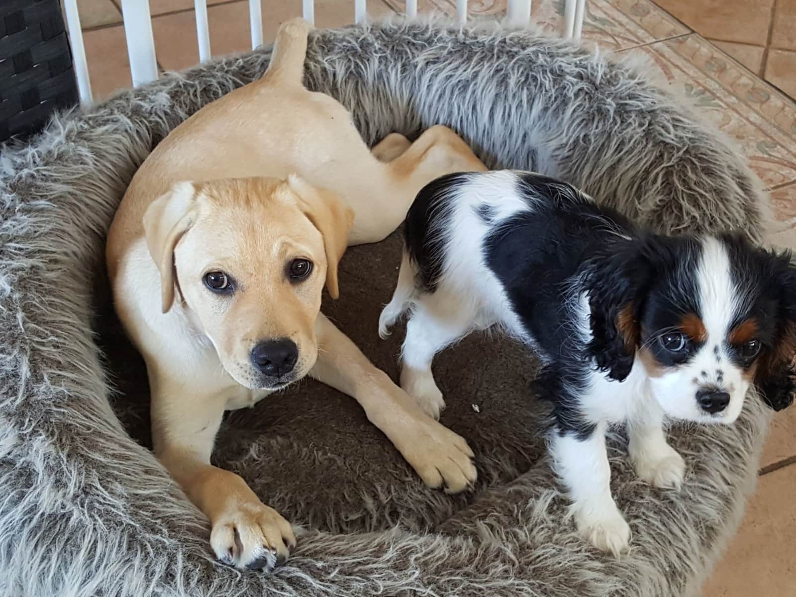 Housesitting assignment in Auckland, New Zealand
