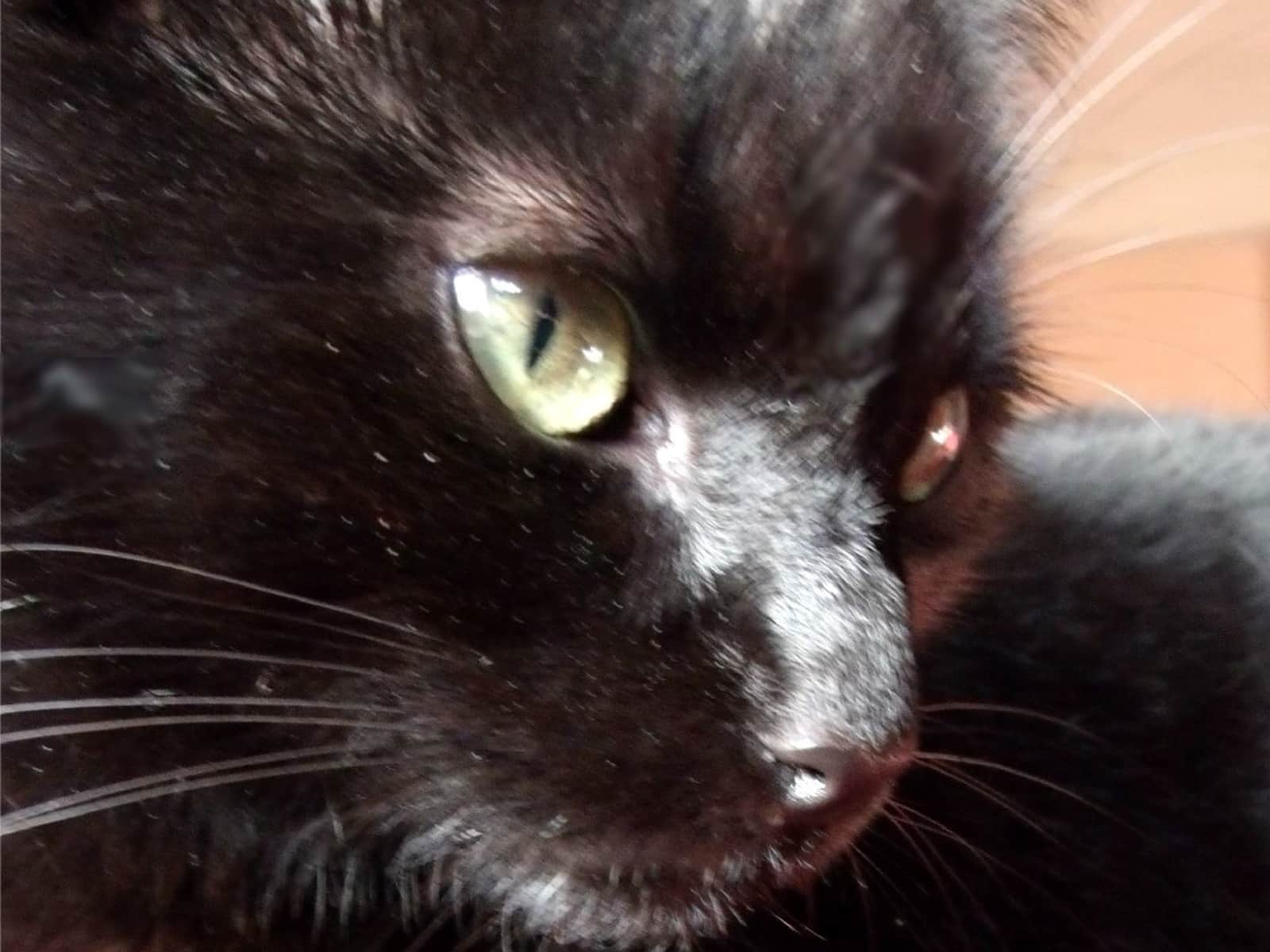 Housesitting assignment in Exeter, United Kingdom